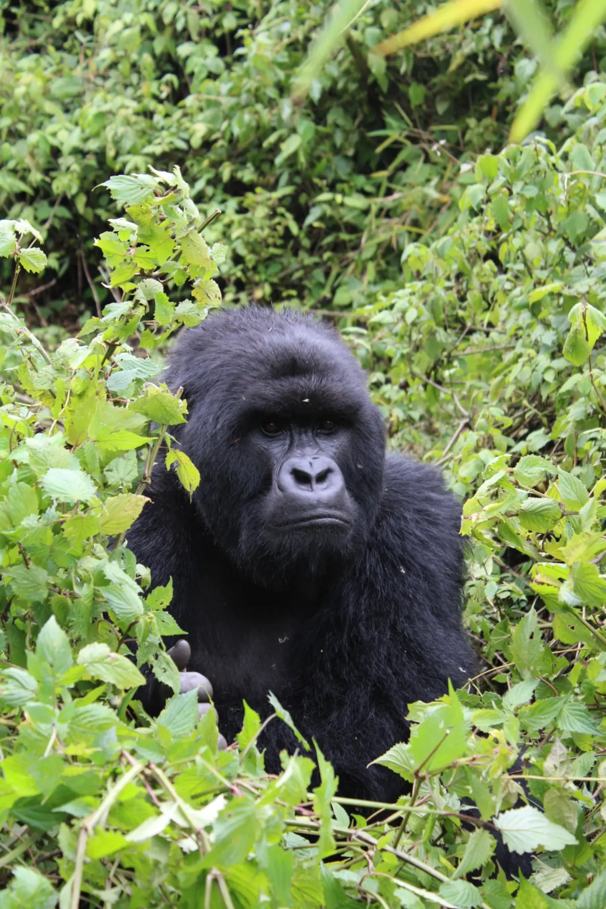Gorillas portrait