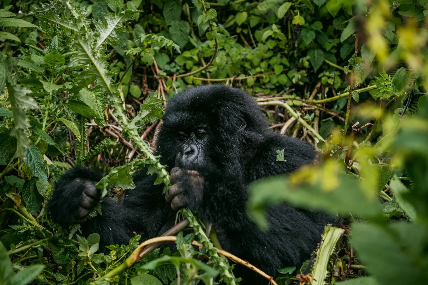 Gorillas