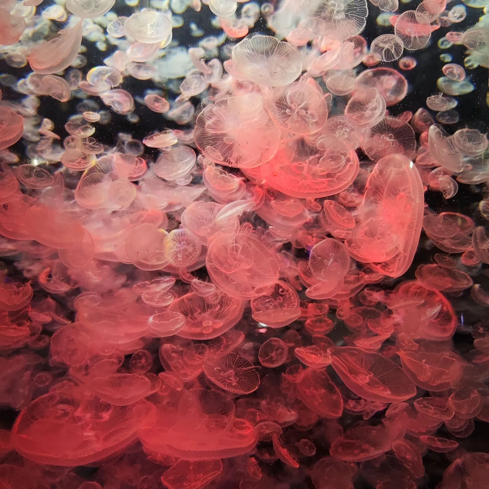 Behaviour or detail of Jellyfish