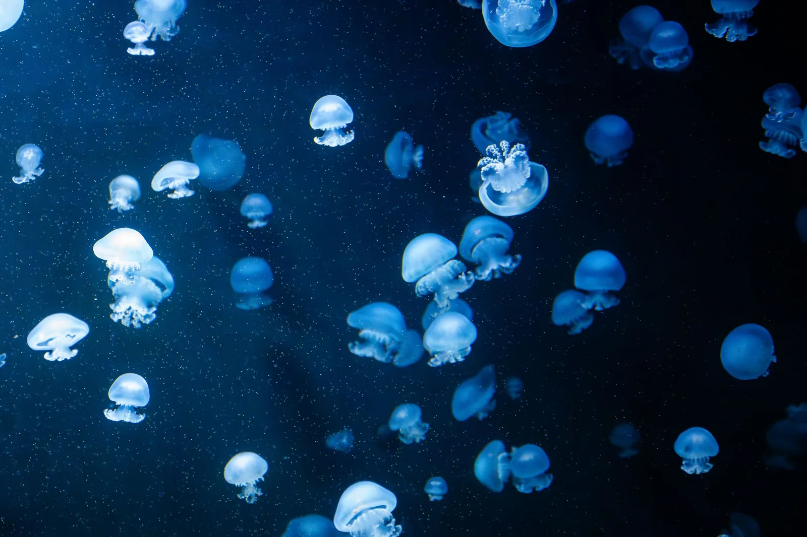Jellyfish