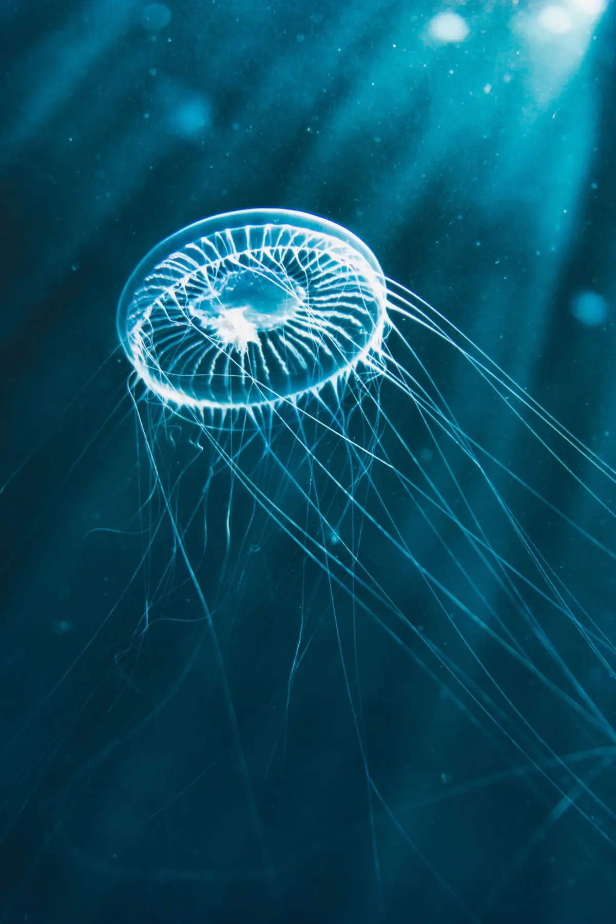 Jellyfish portrait