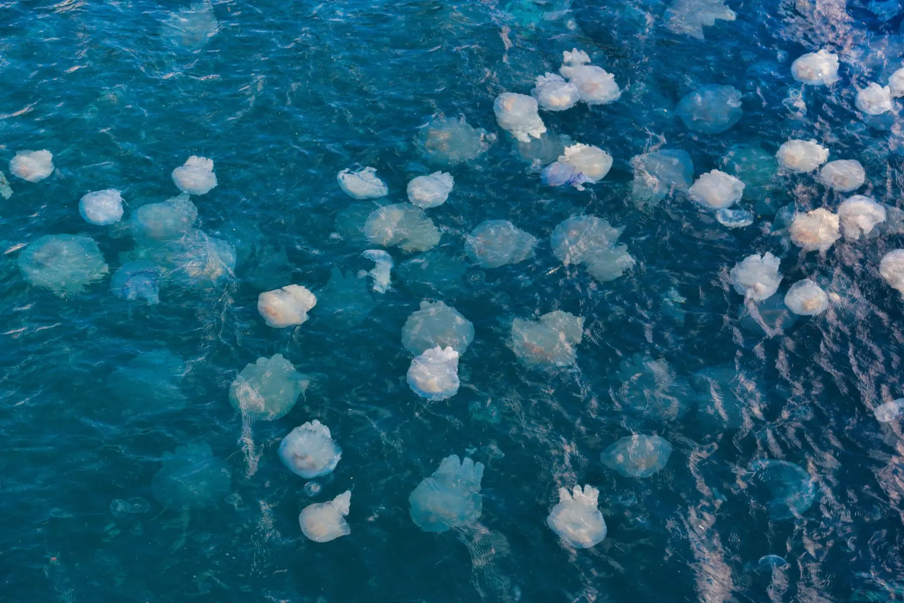 Jellyfish