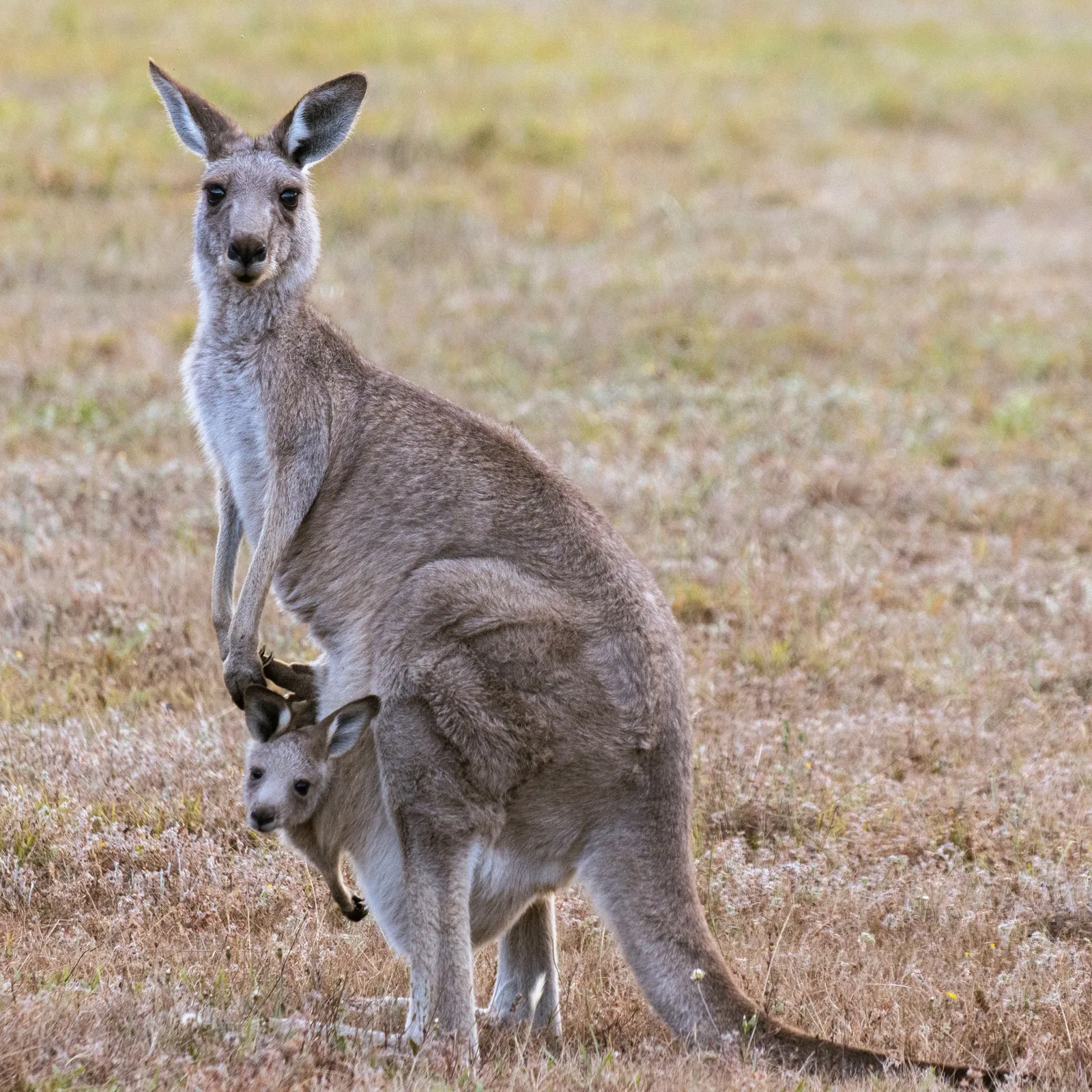 Behaviour or detail of Kangaroos & wallabies