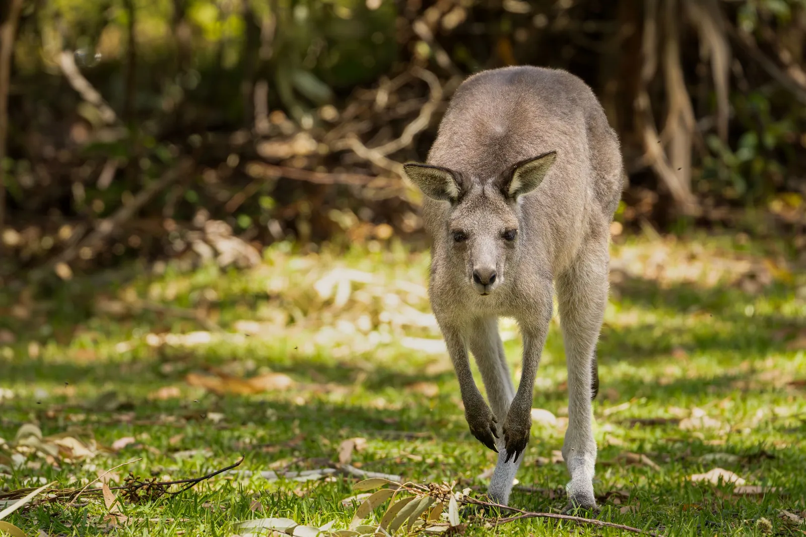 Kangaroos & wallabies
