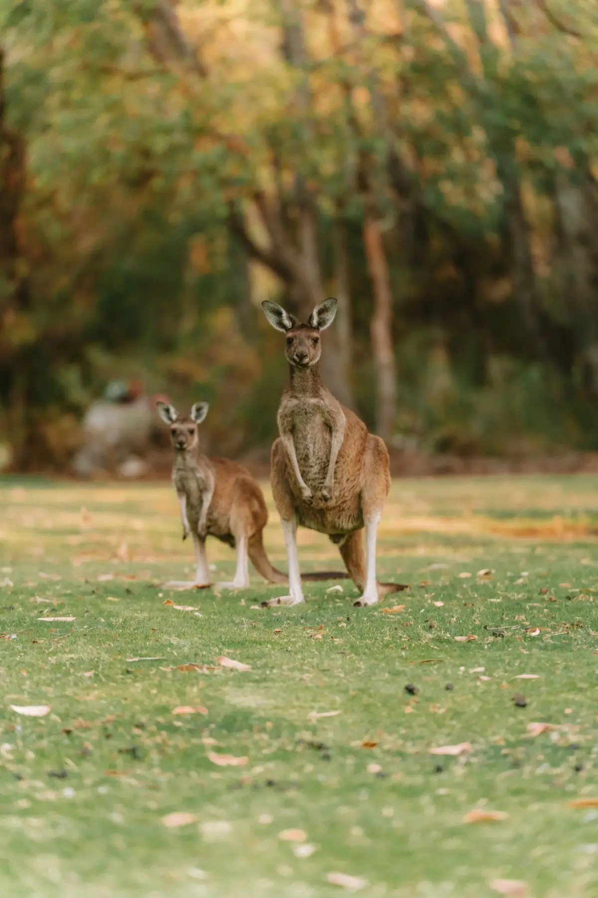 Kangaroos & wallabies portrait
