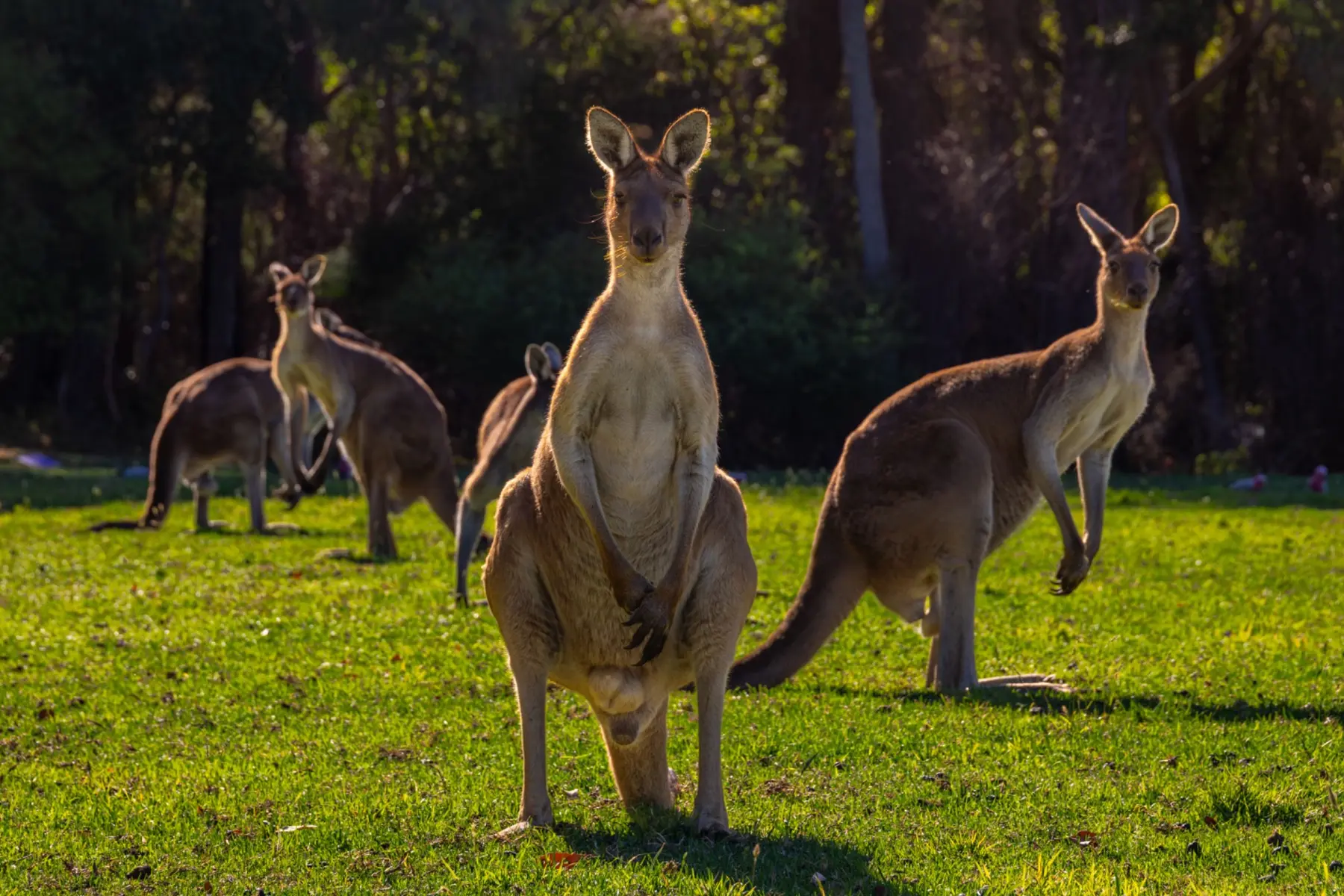 Kangaroos & wallabies