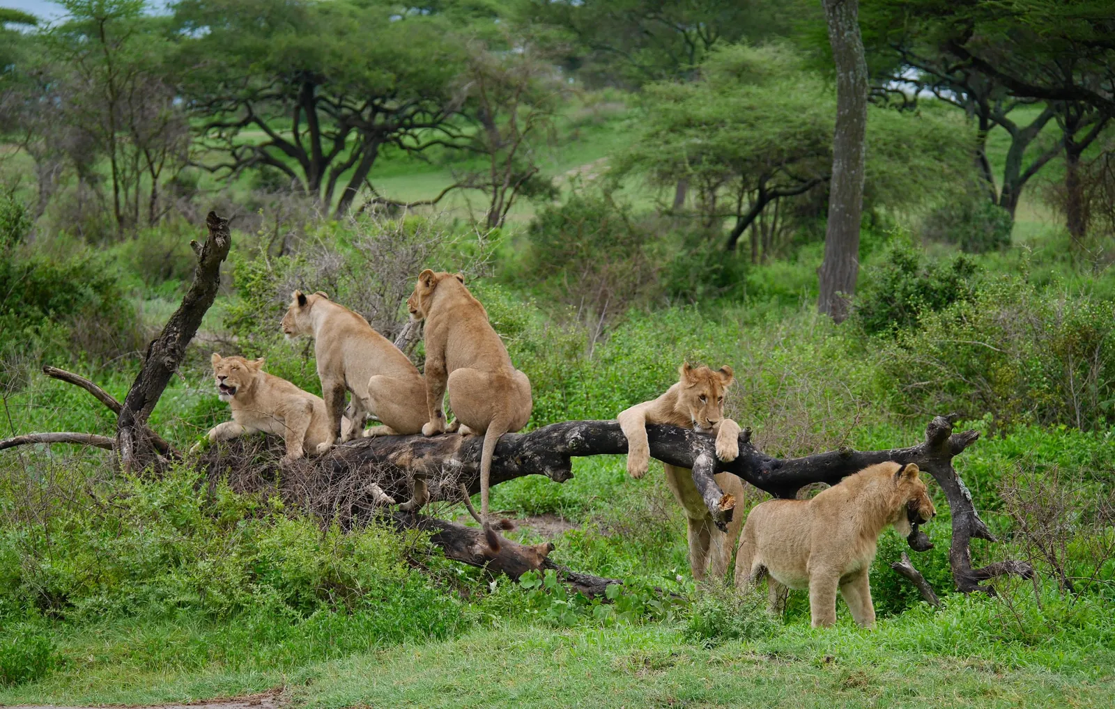 Behaviour or detail of Lions