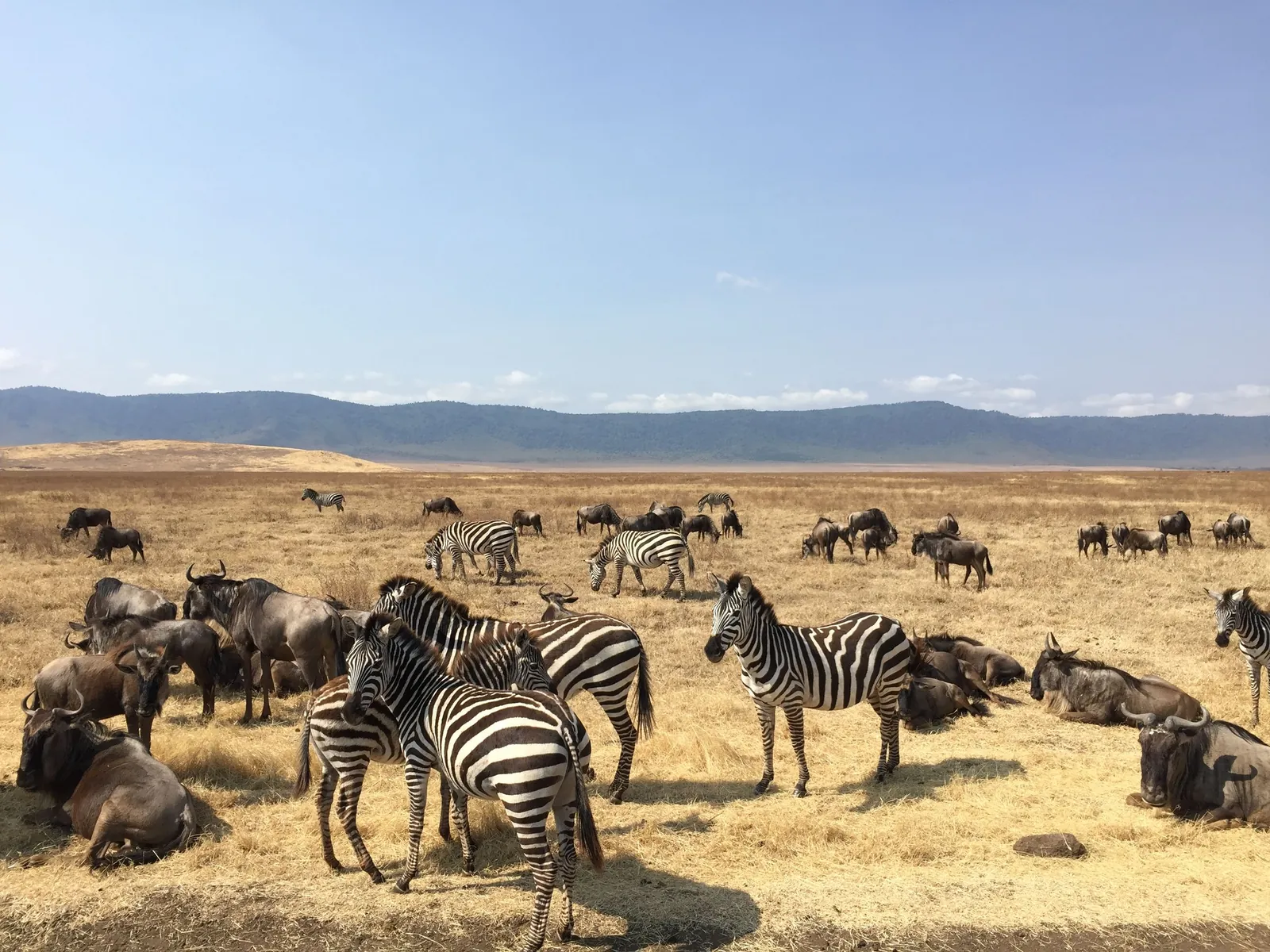 Habitat associated with Lions