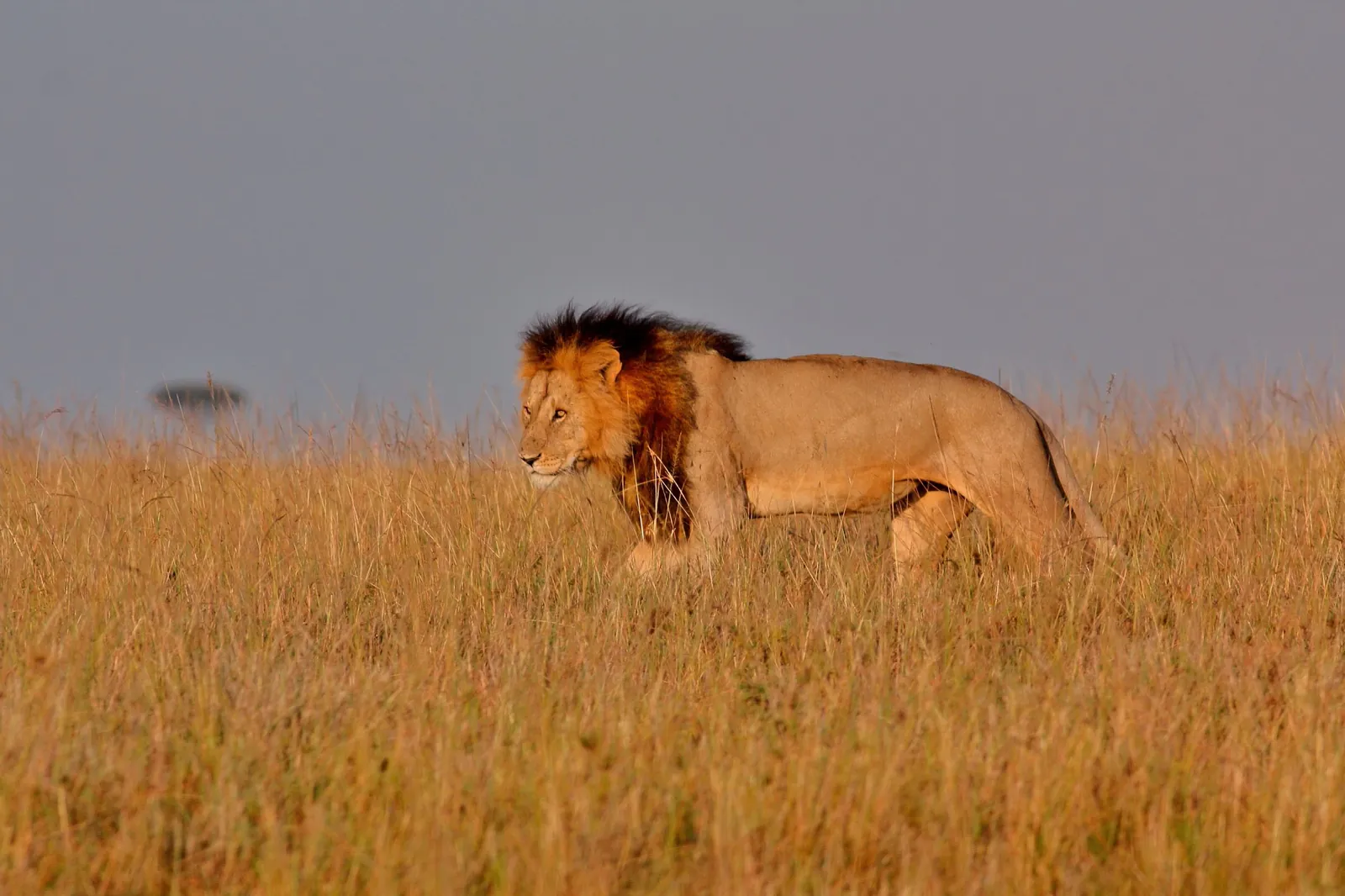 Lions