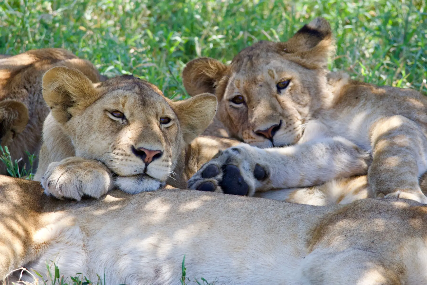 Lions portrait