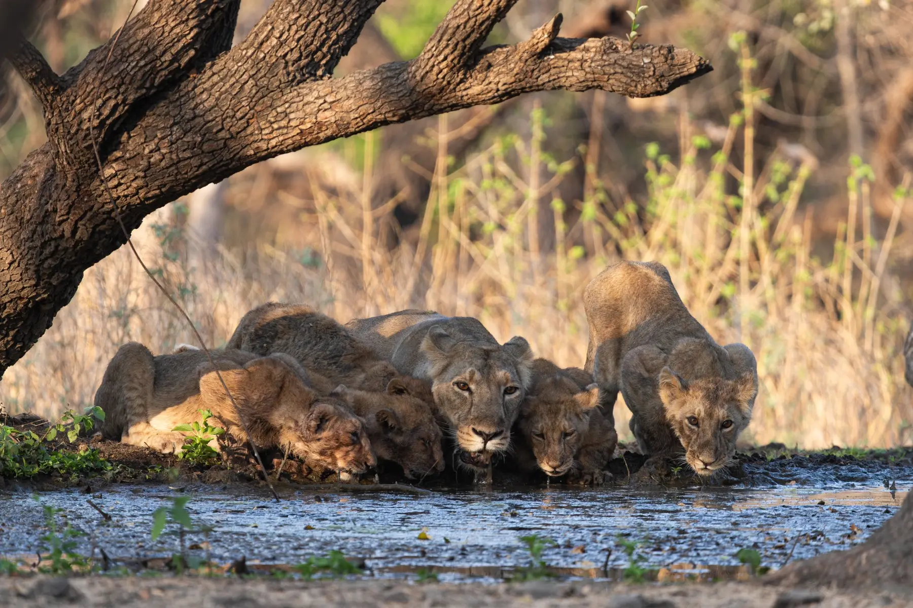 Lions