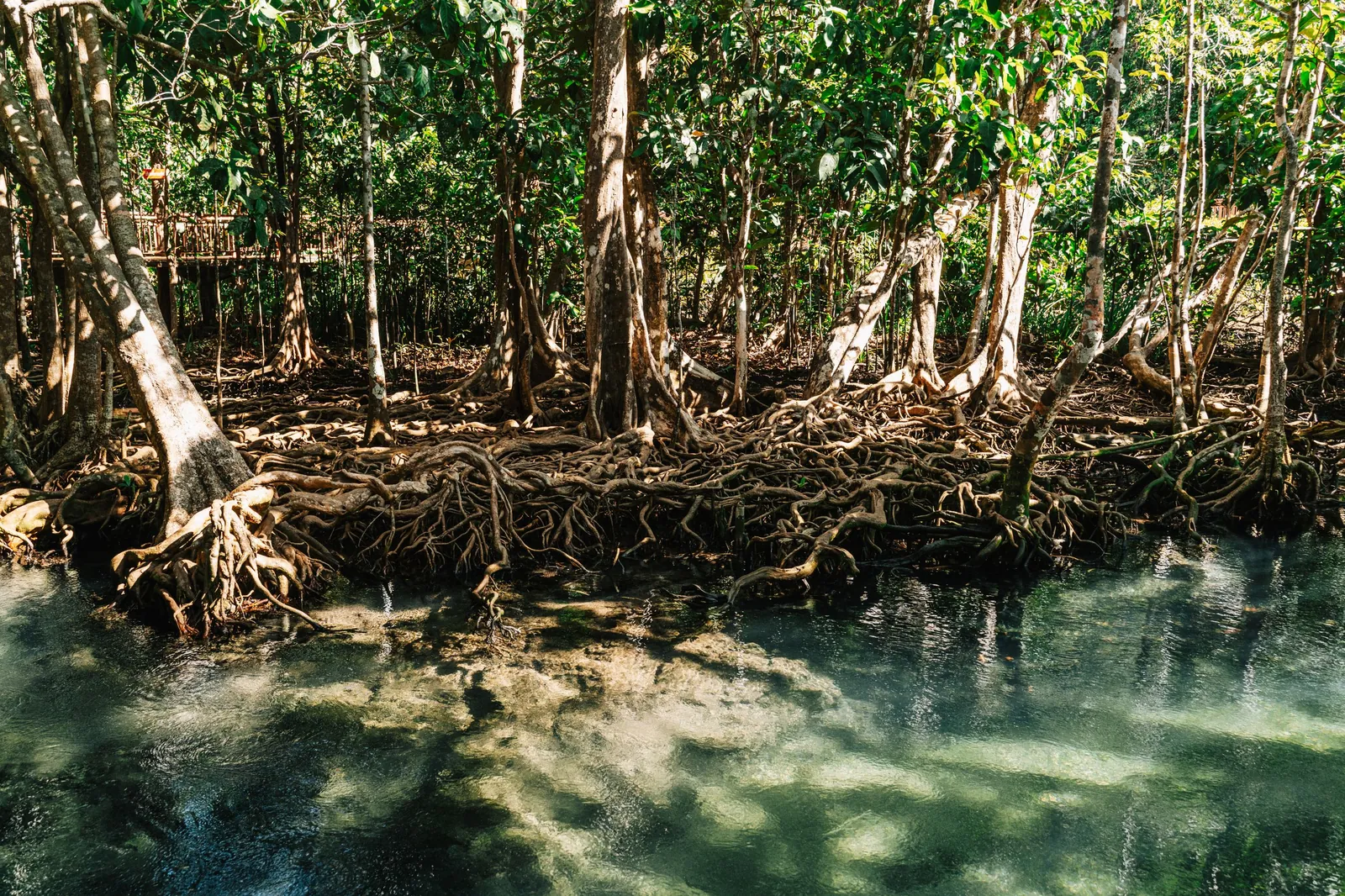 Habitat associated with Mangroves