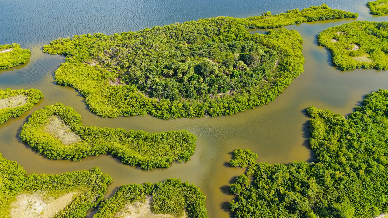 Mangroves