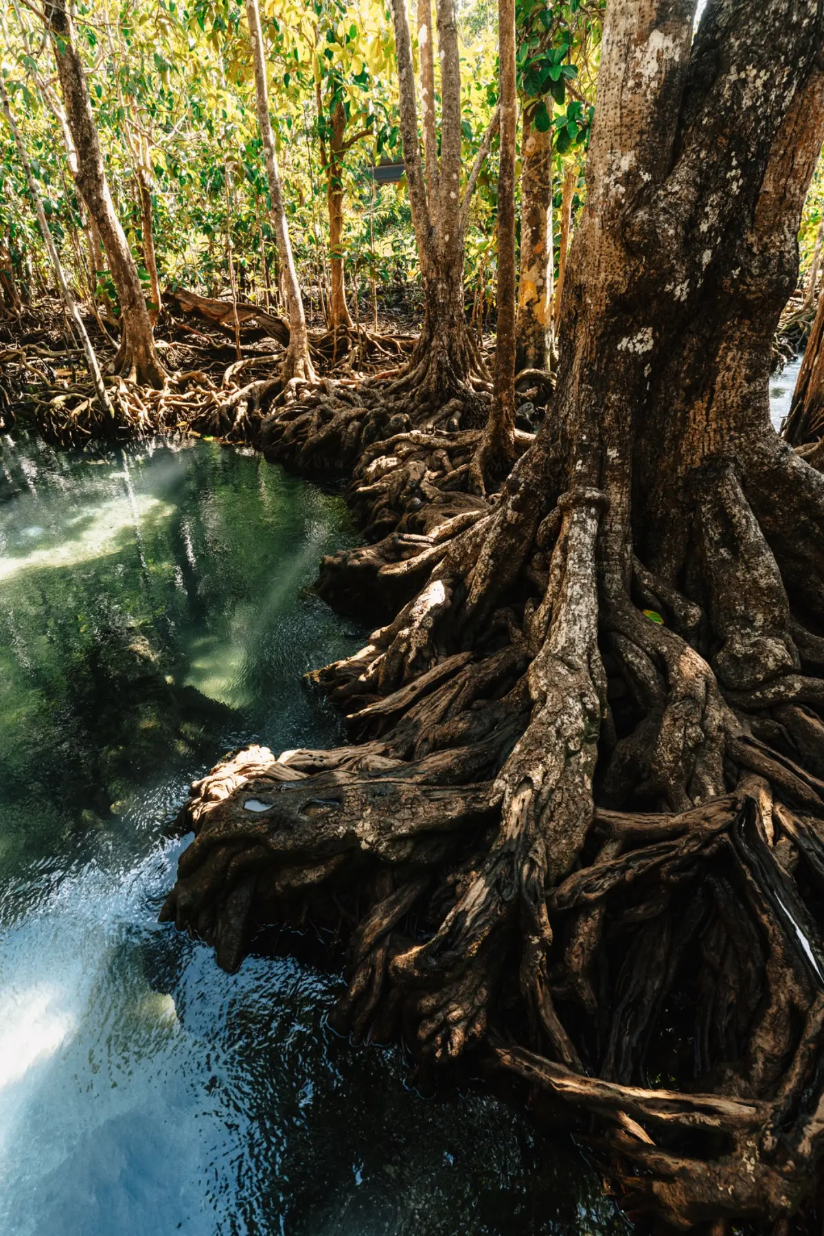 Mangroves portrait