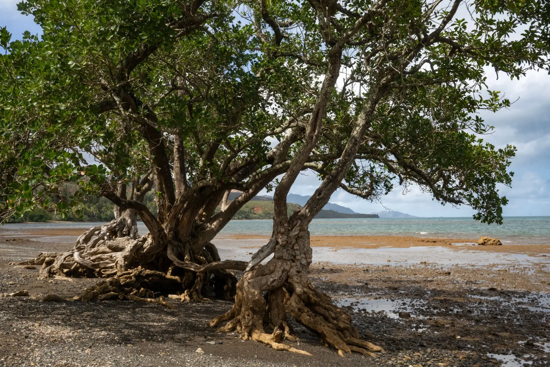 Mangroves