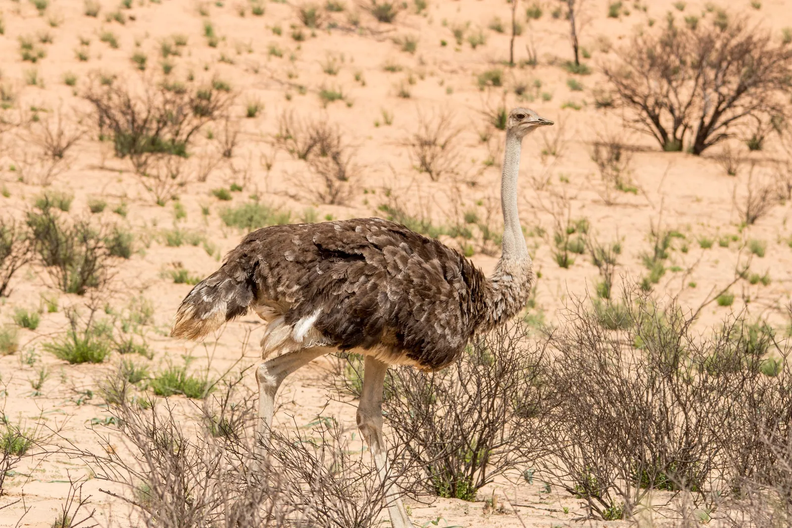Behaviour or detail of North African ostrich