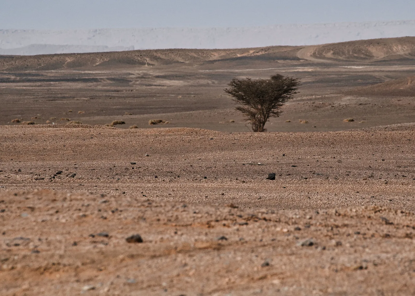 Habitat associated with North African ostrich