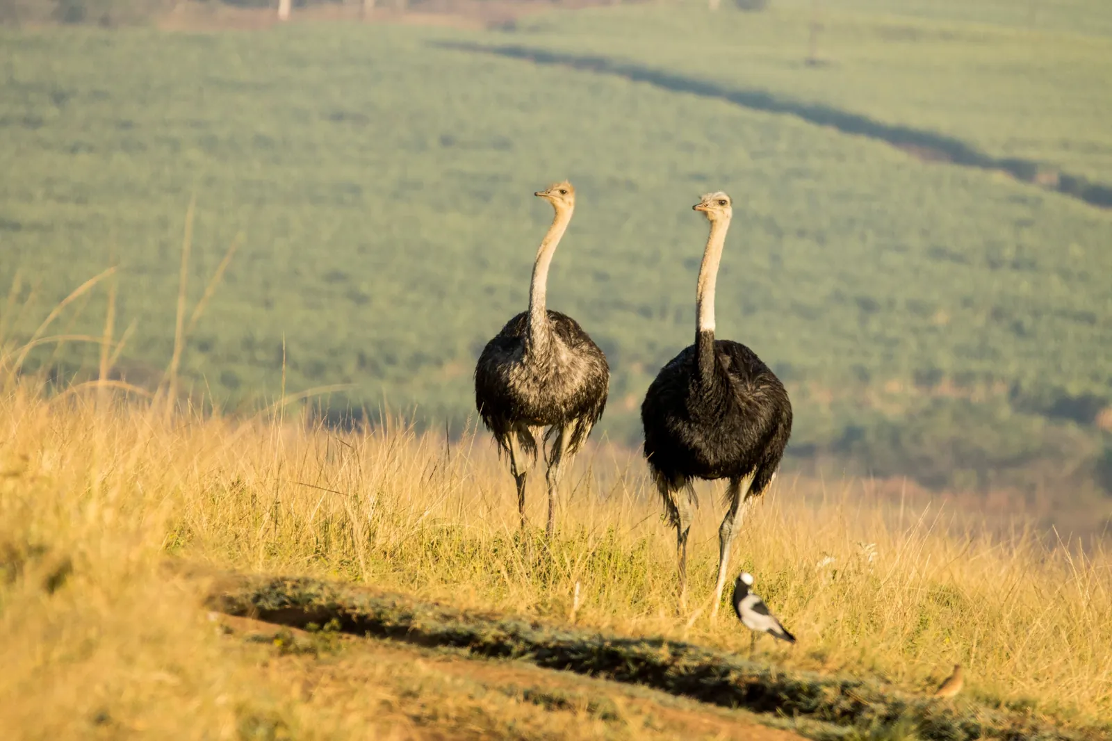 North African ostrich