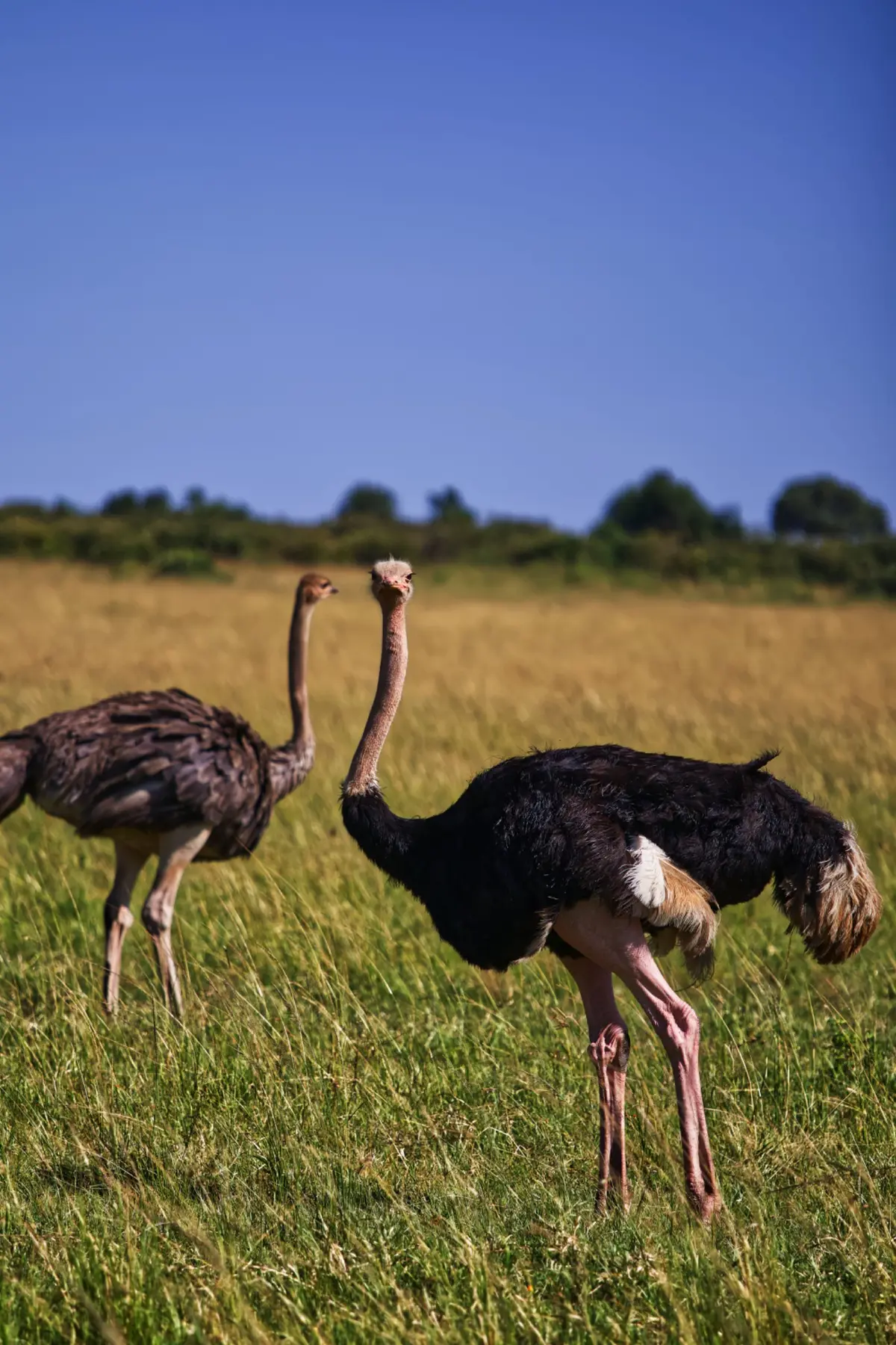 North African ostrich portrait