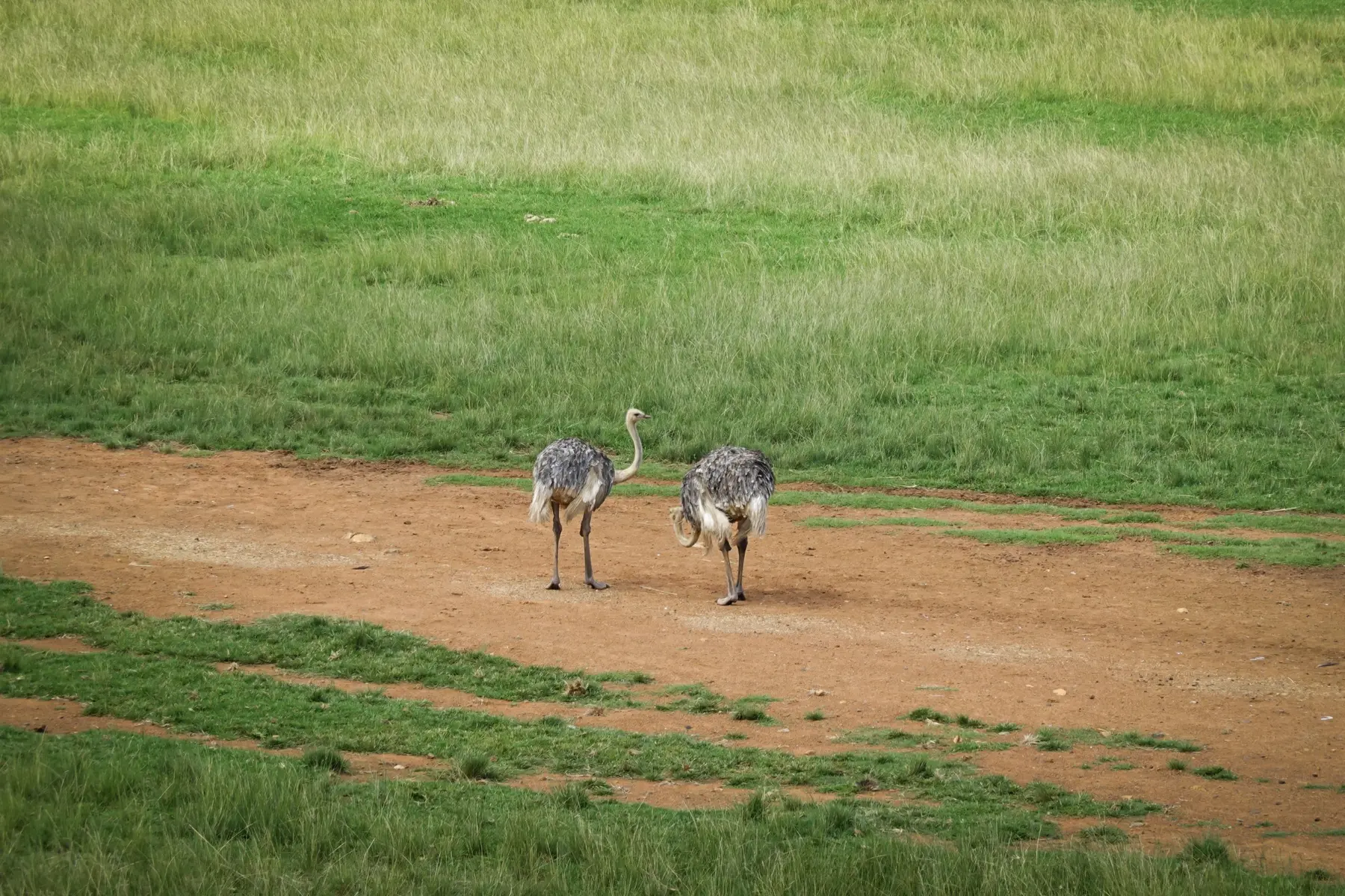 North African ostrich