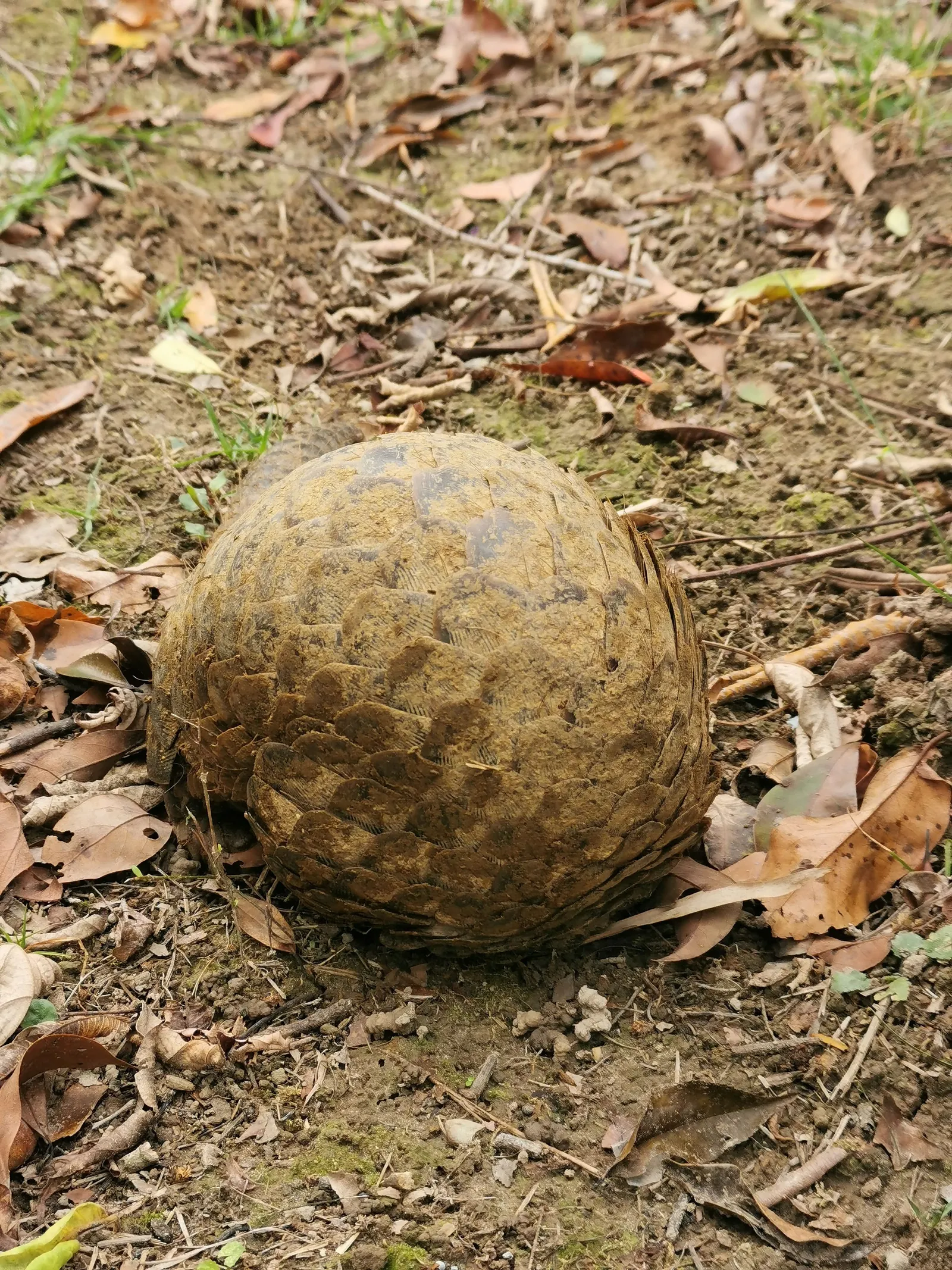 Pangolins