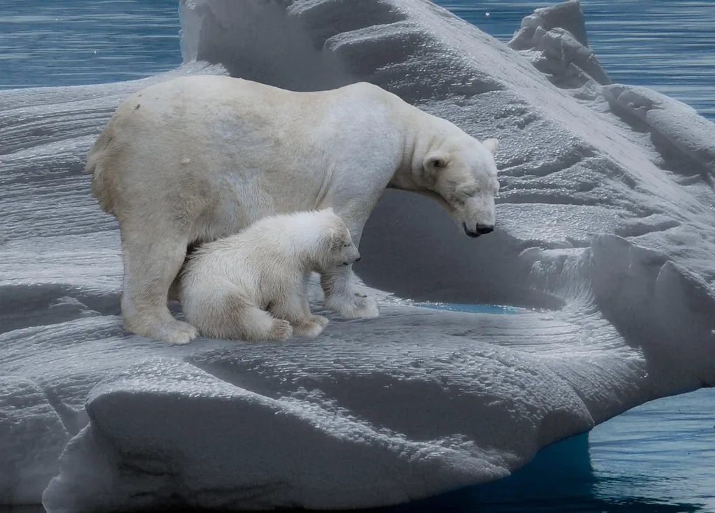Behaviour or detail of Polar bears