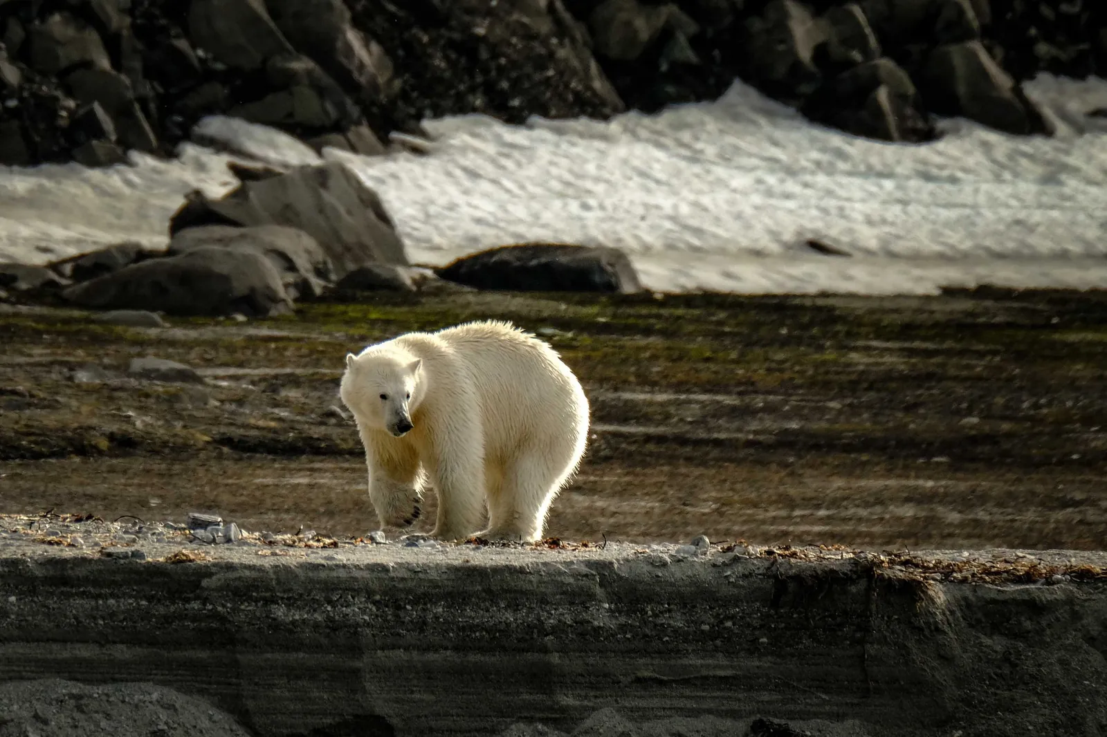 Polar bears