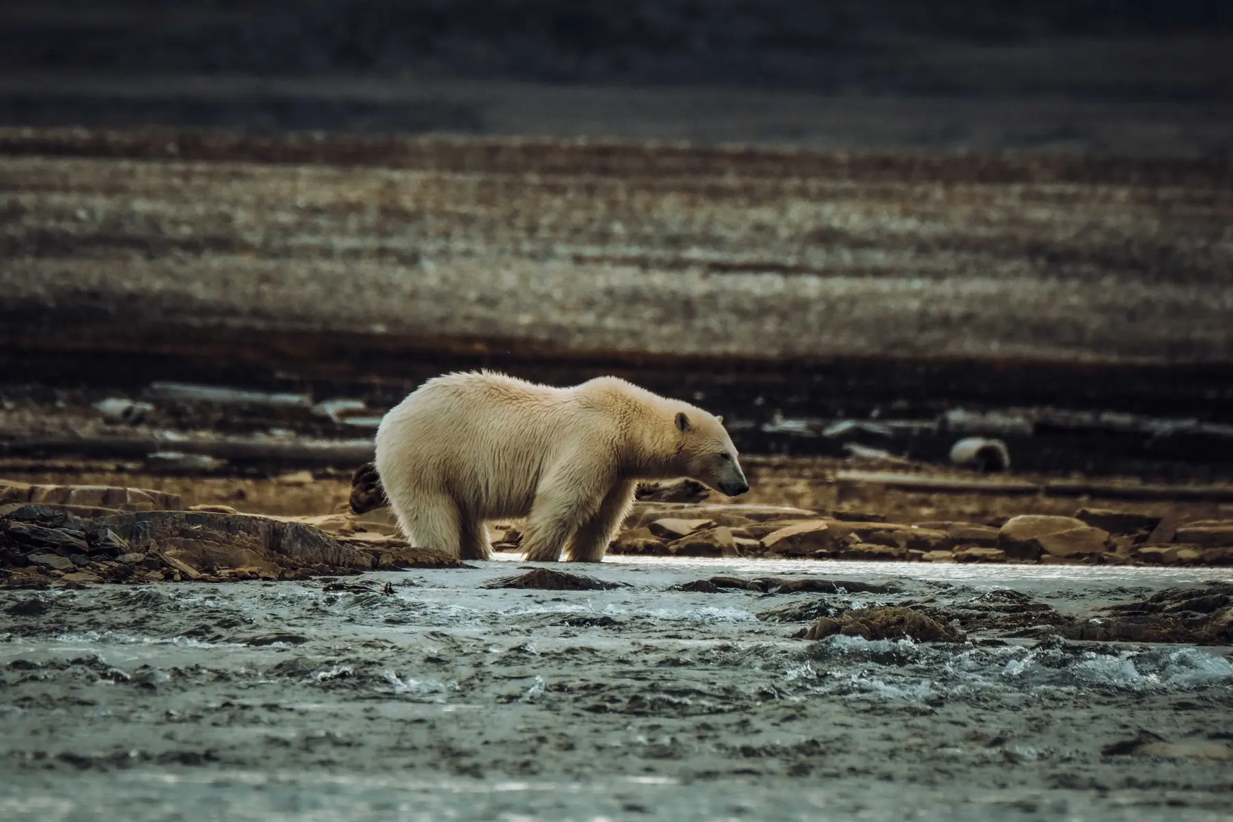 Polar bears portrait