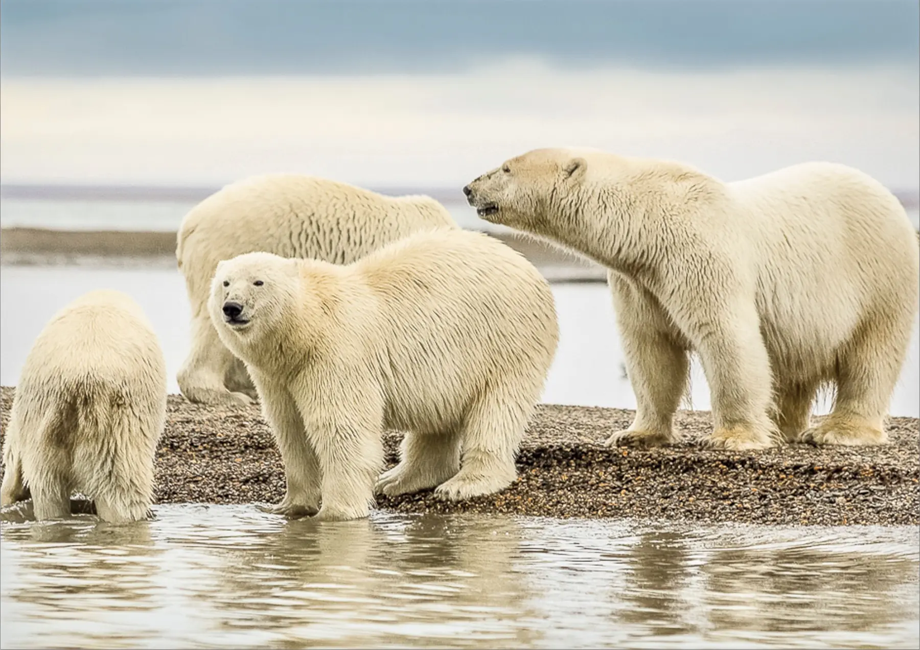 Polar bears