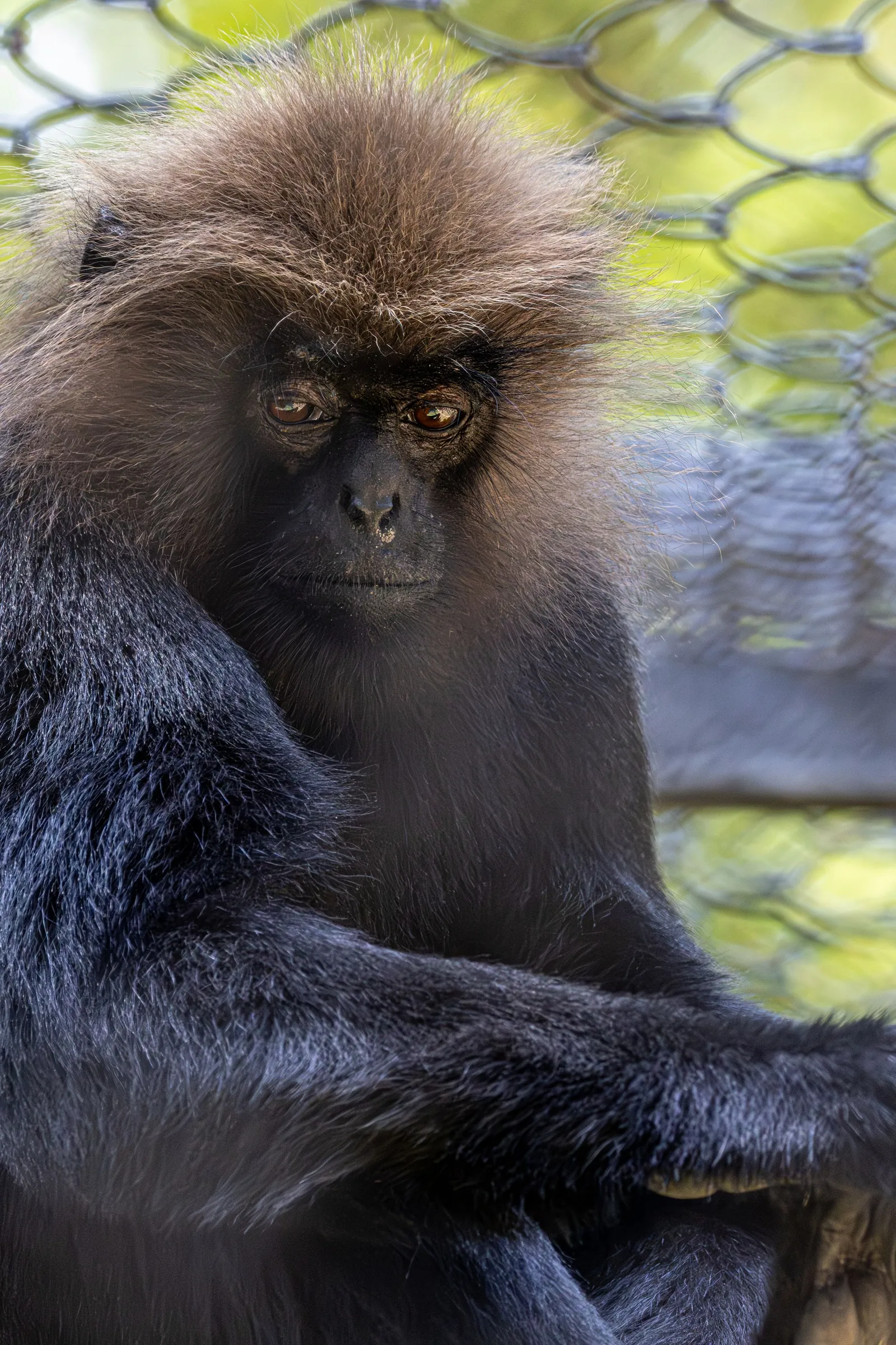 Purple-faced langurs