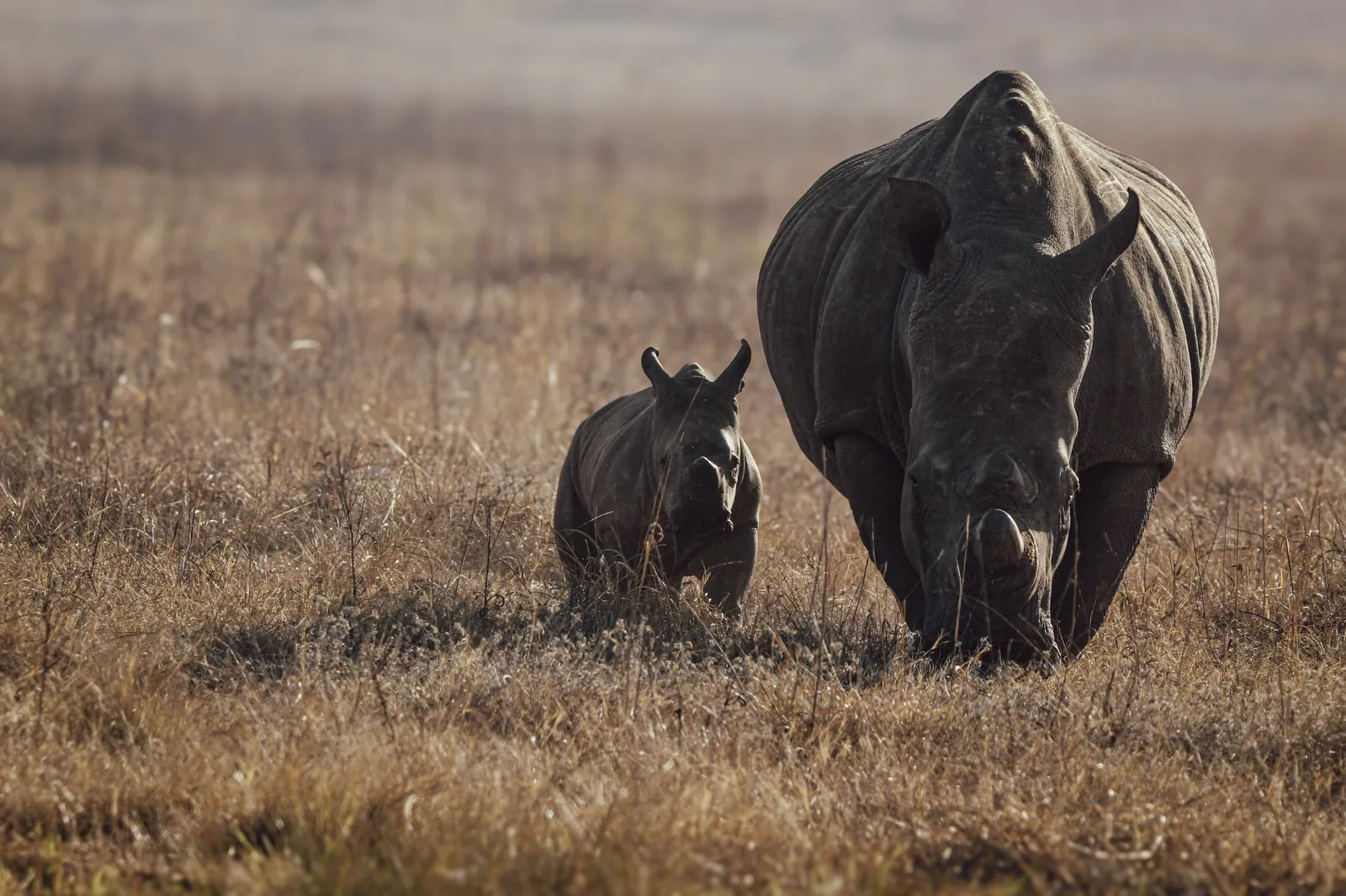 Behaviour or detail of Rhinoceroses
