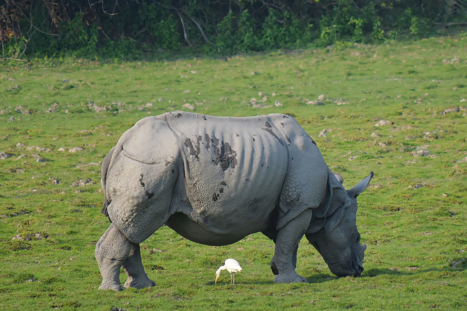Habitat associated with Rhinoceroses