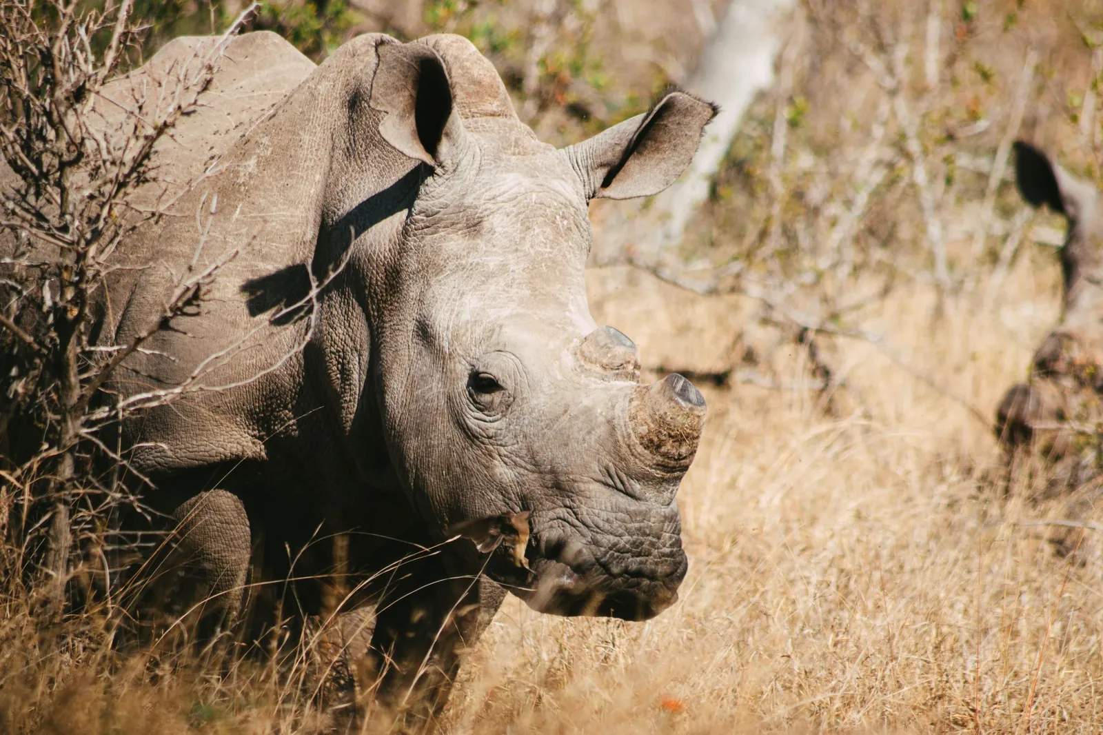 Rhinoceroses