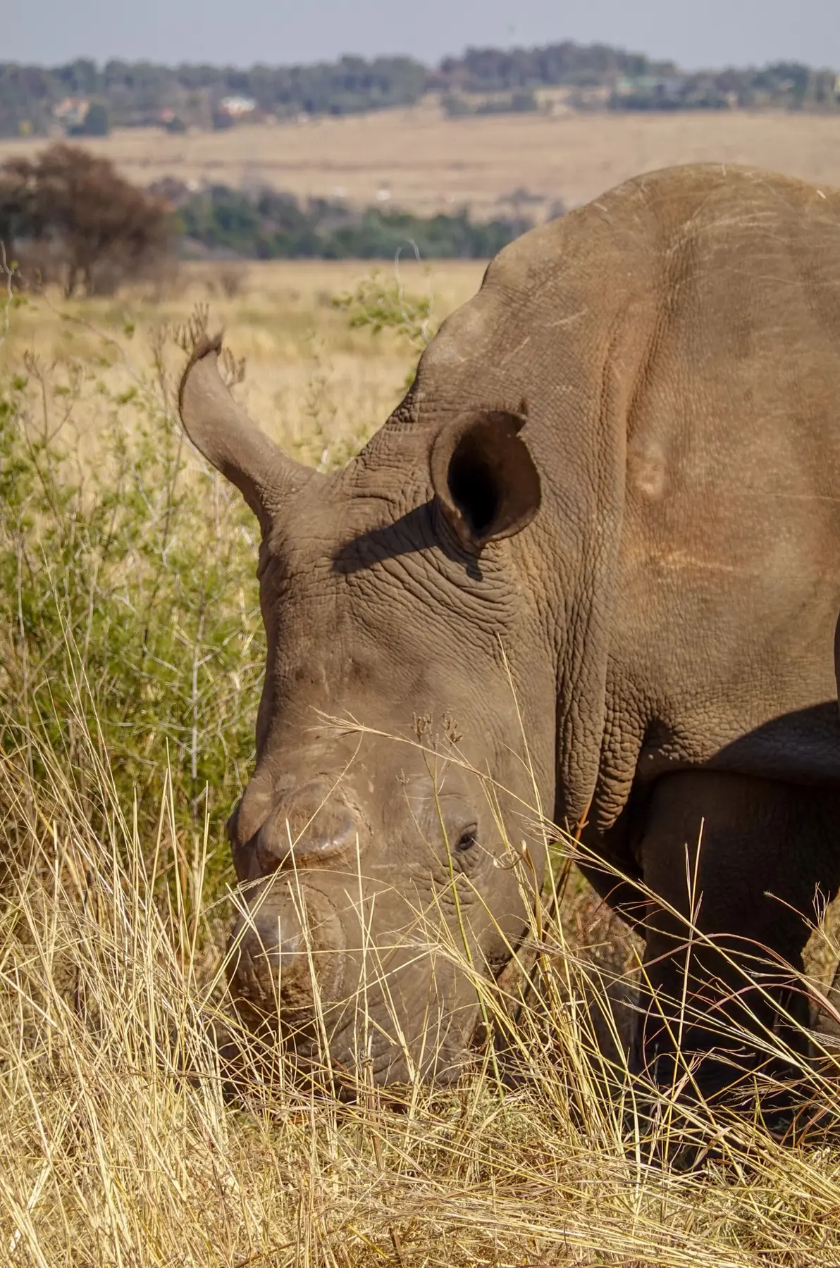 Rhinoceroses portrait