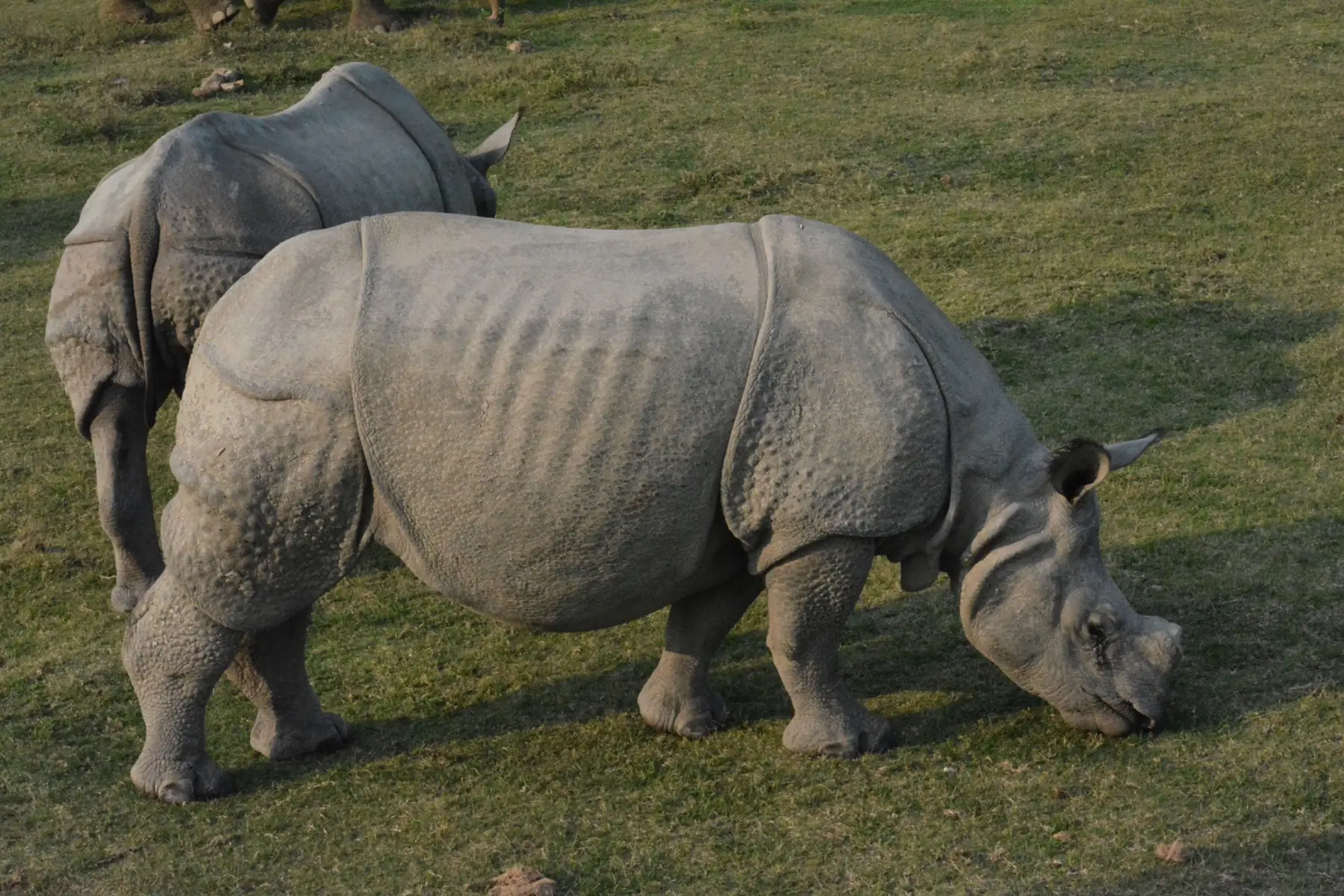 Rhinoceroses