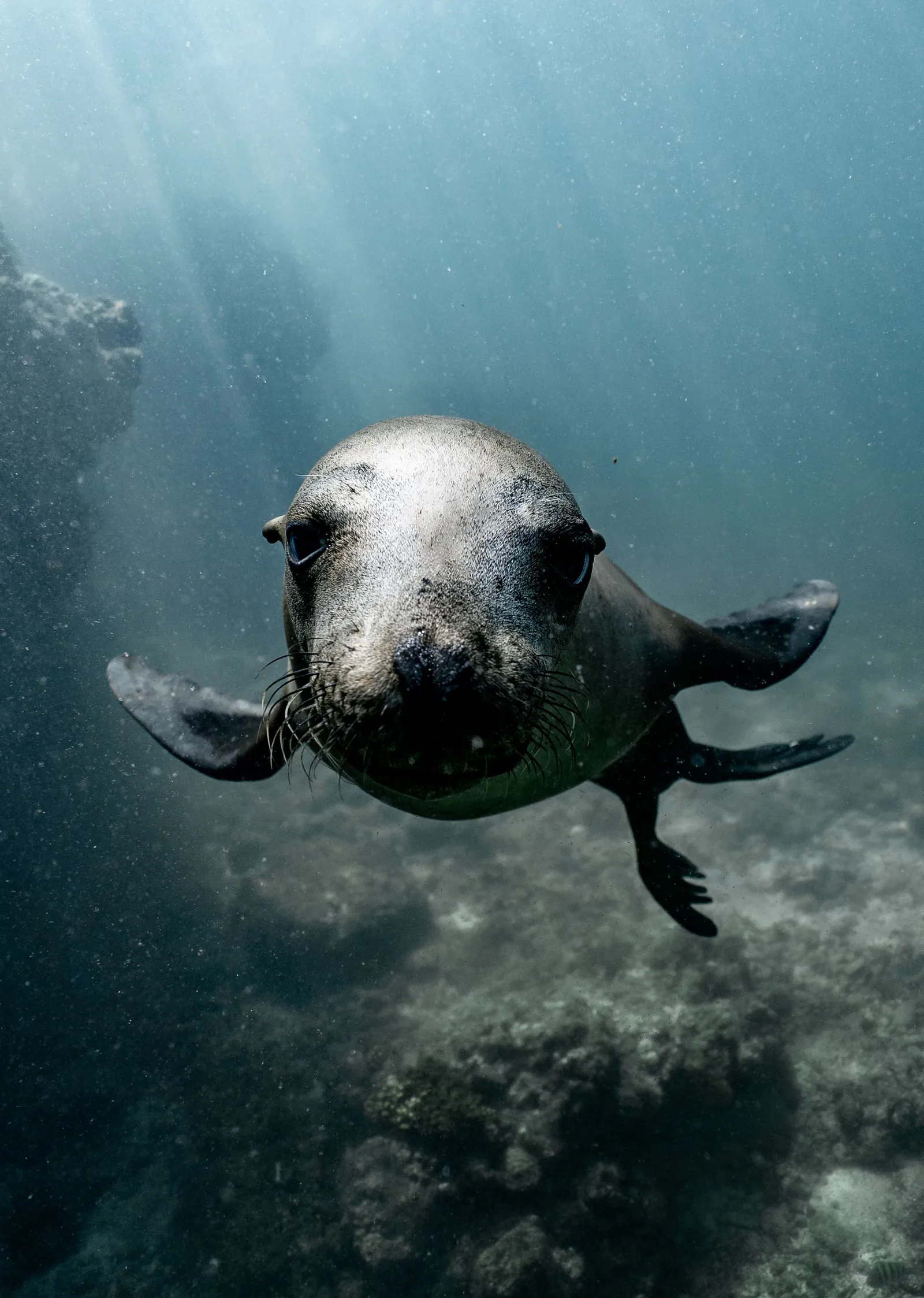 Behaviour or detail of Sea lions