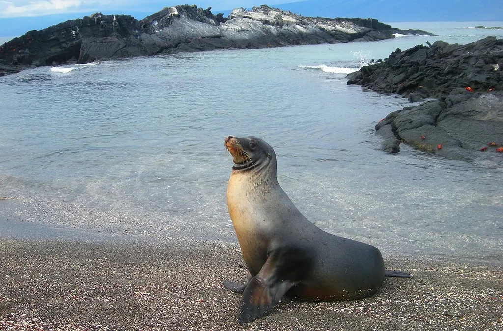 Habitat associated with Sea lions