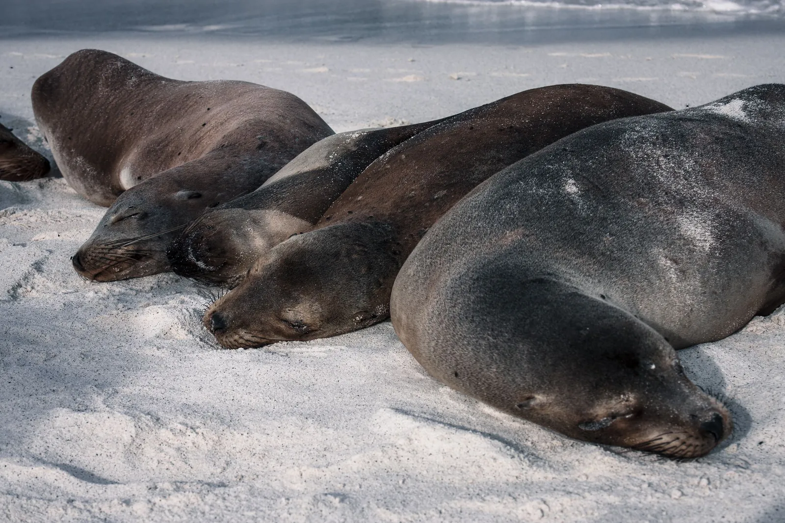 Sea lions