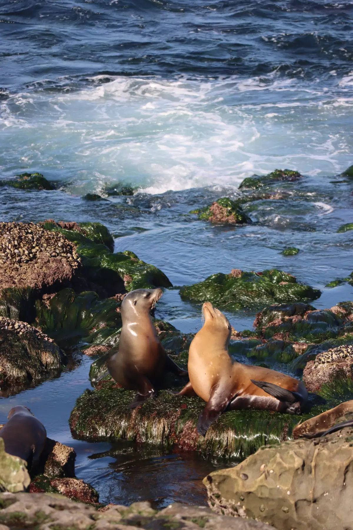 Sea lions portrait