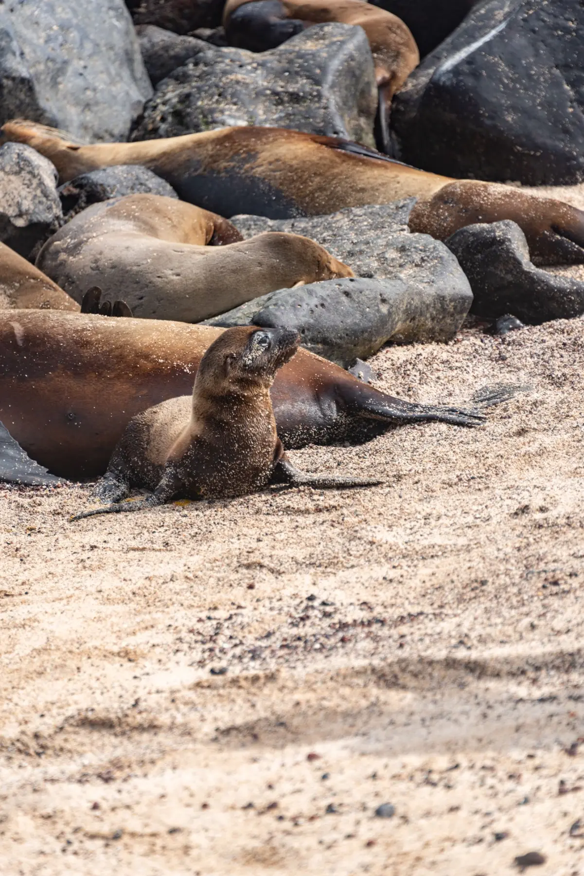 Sea lions