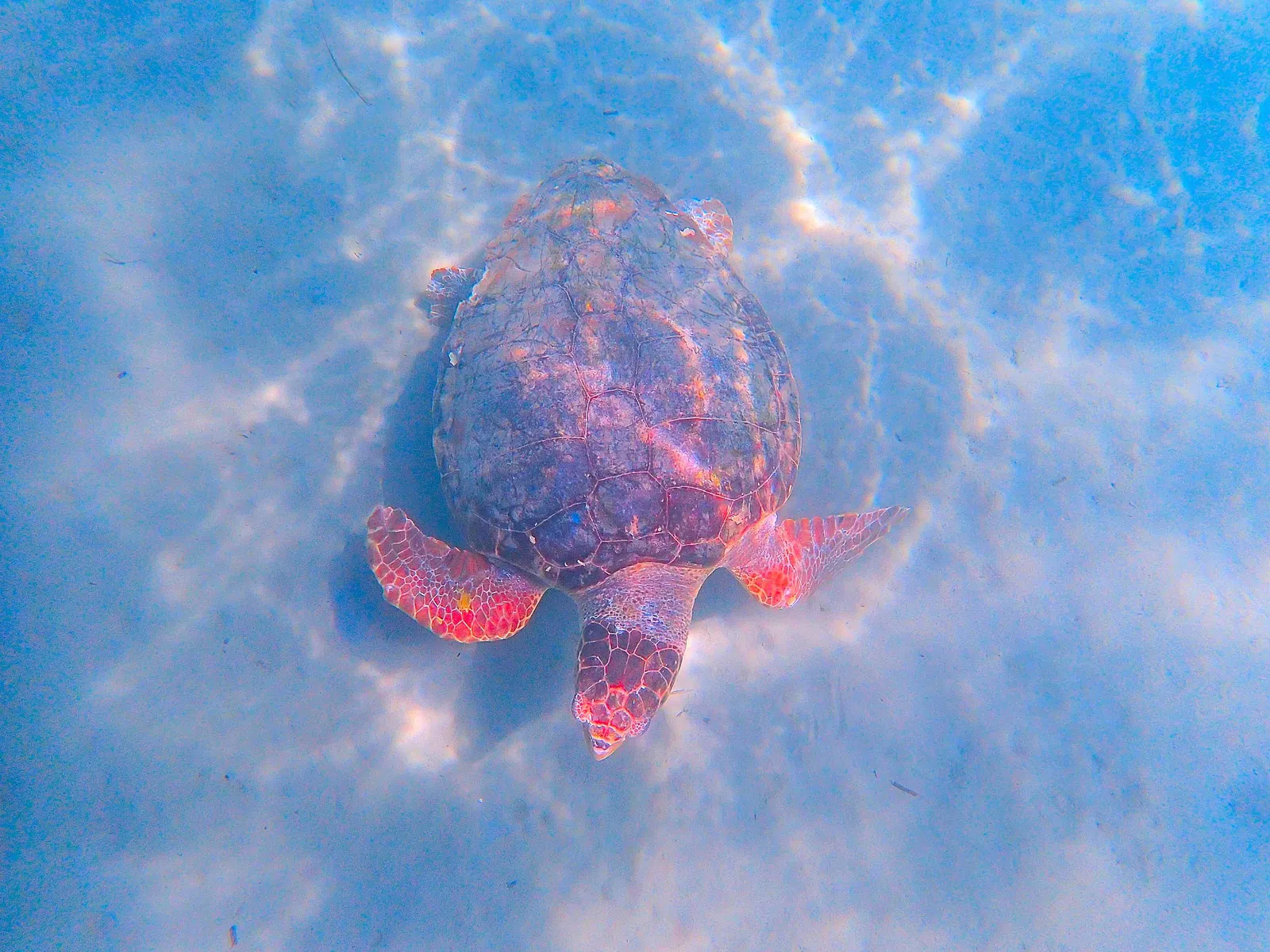 Behaviour or detail of Sea turtles