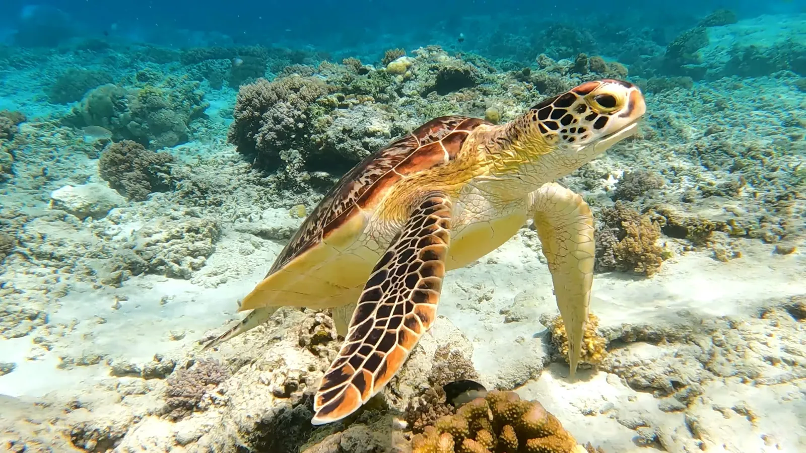 Sea turtles