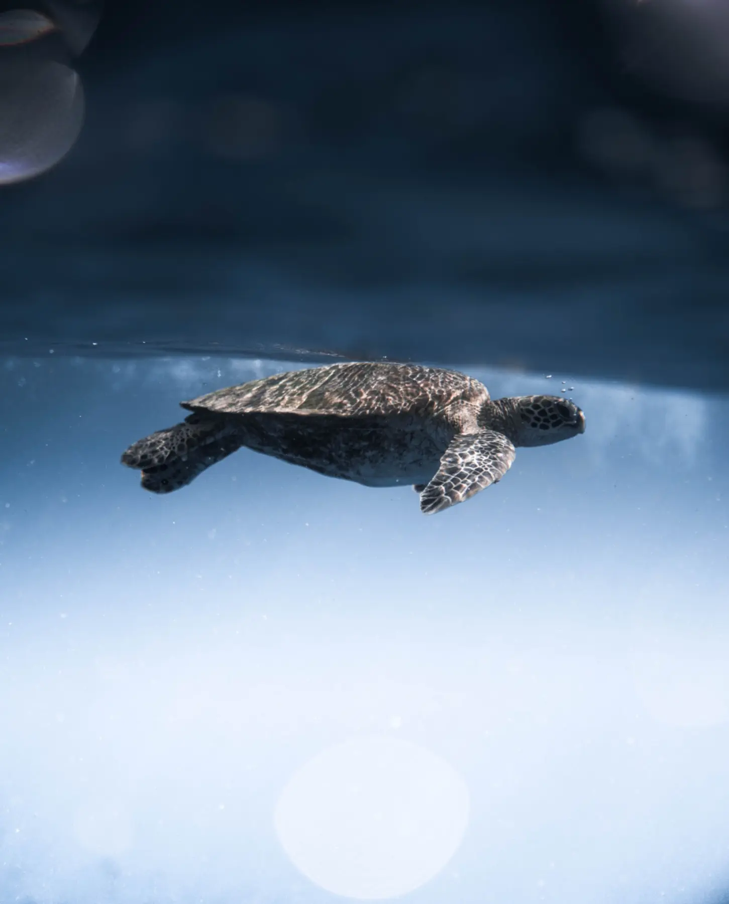 Sea turtles portrait