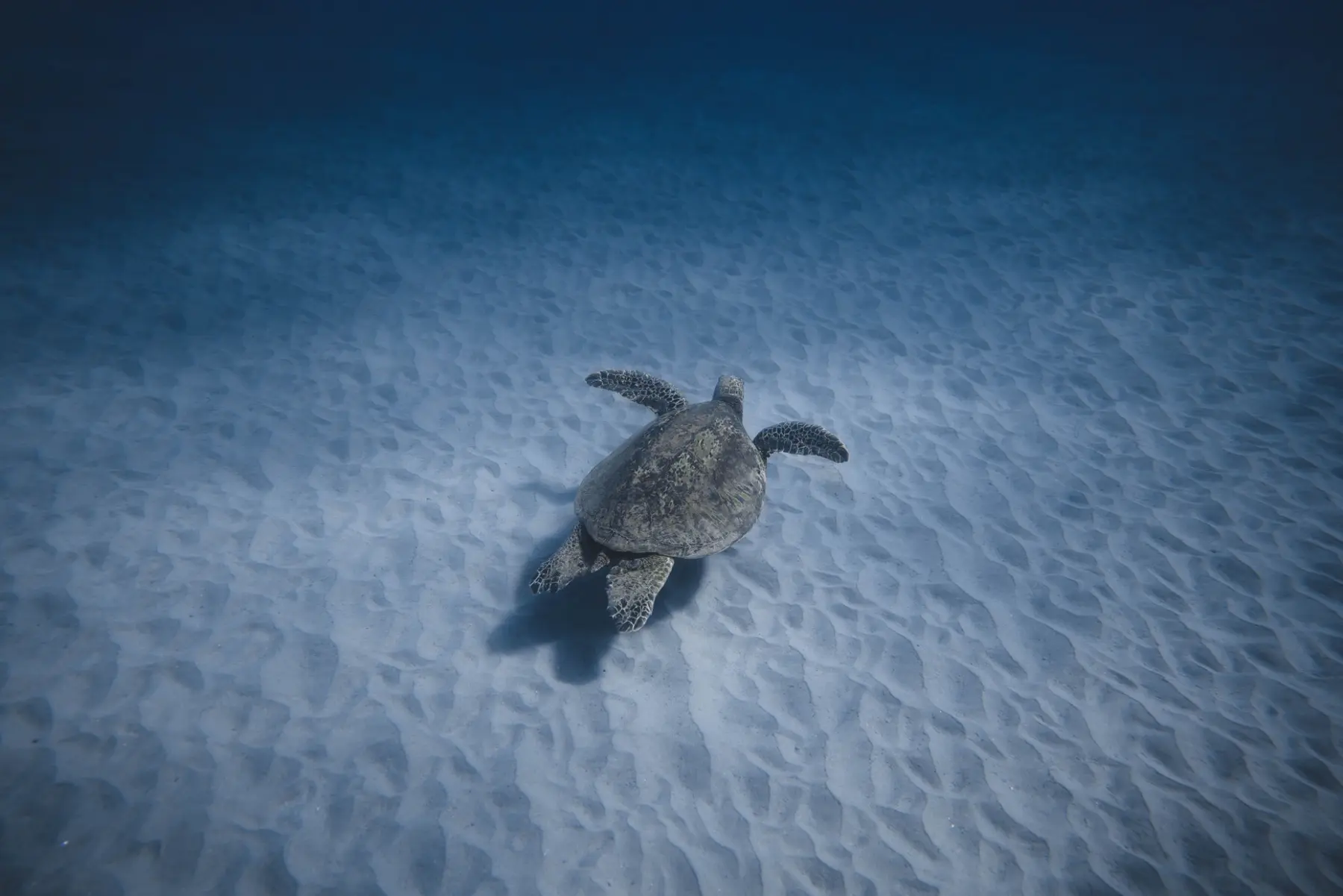 Sea turtles