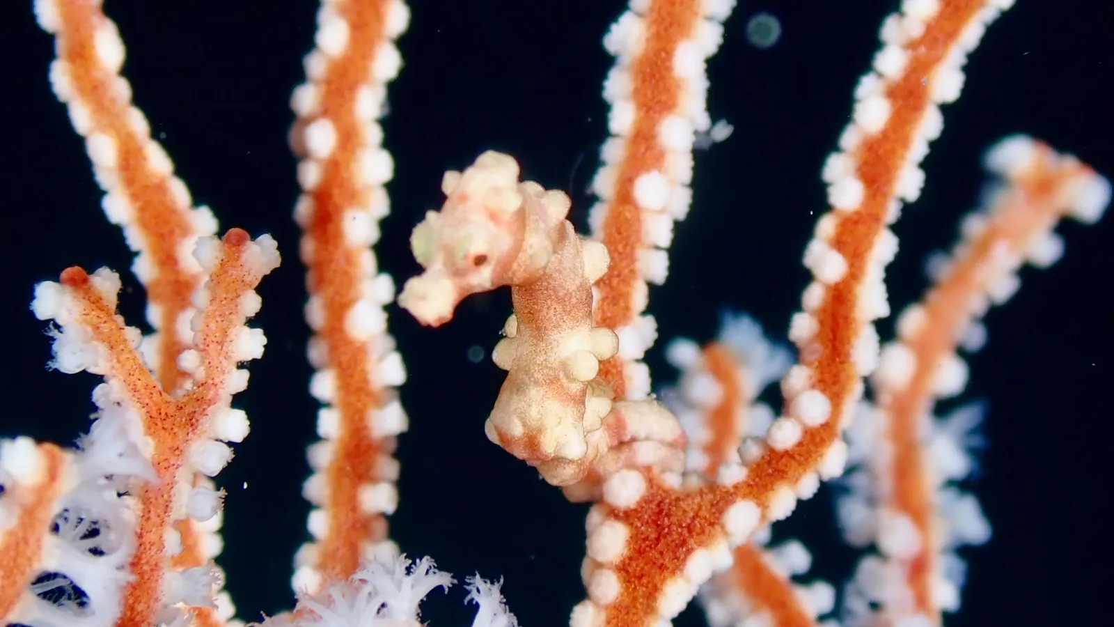 Behaviour or detail of Seahorses