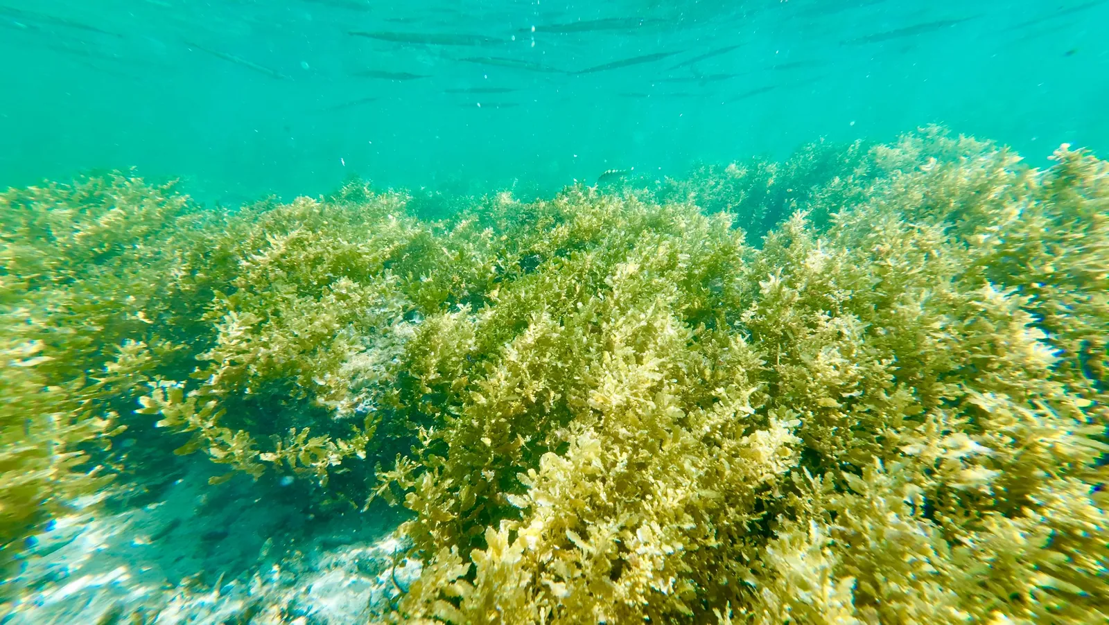 Habitat associated with Seahorses