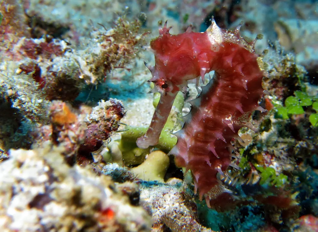 Seahorses