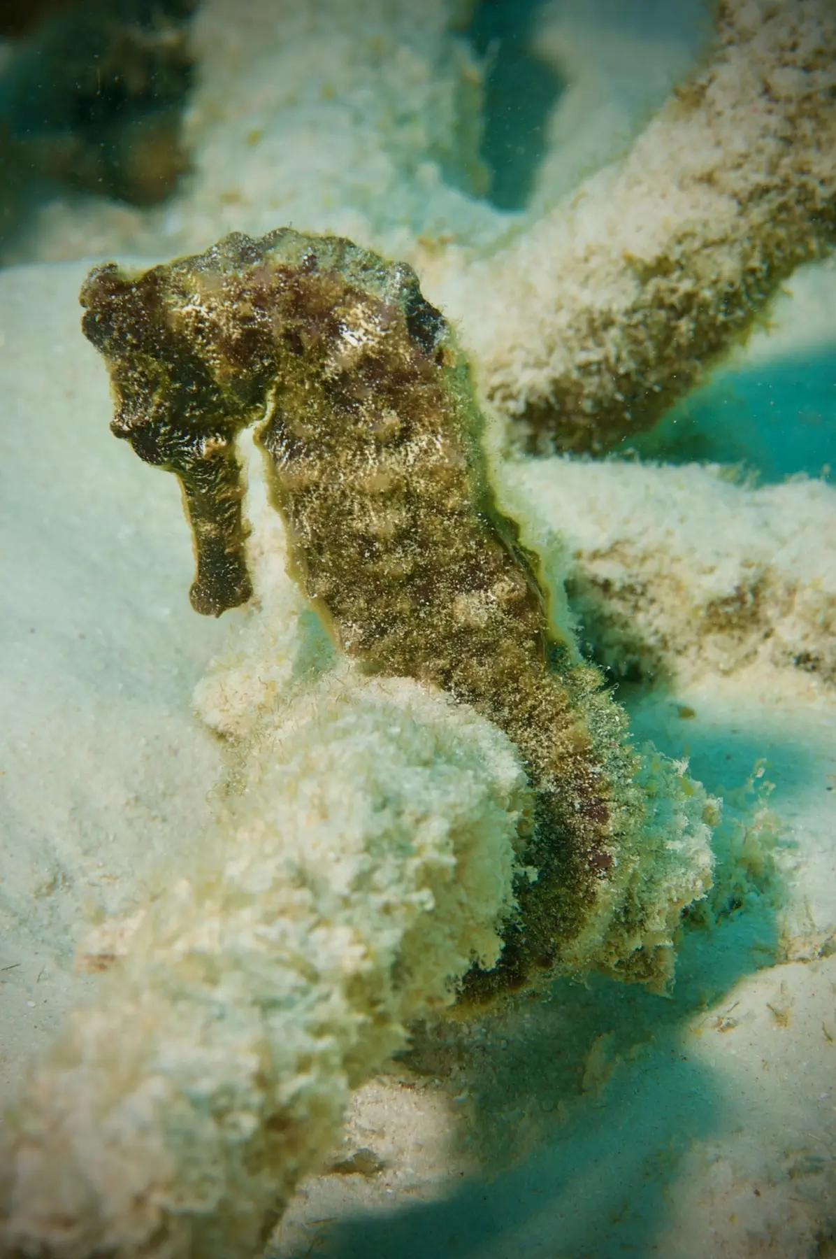 Seahorses portrait