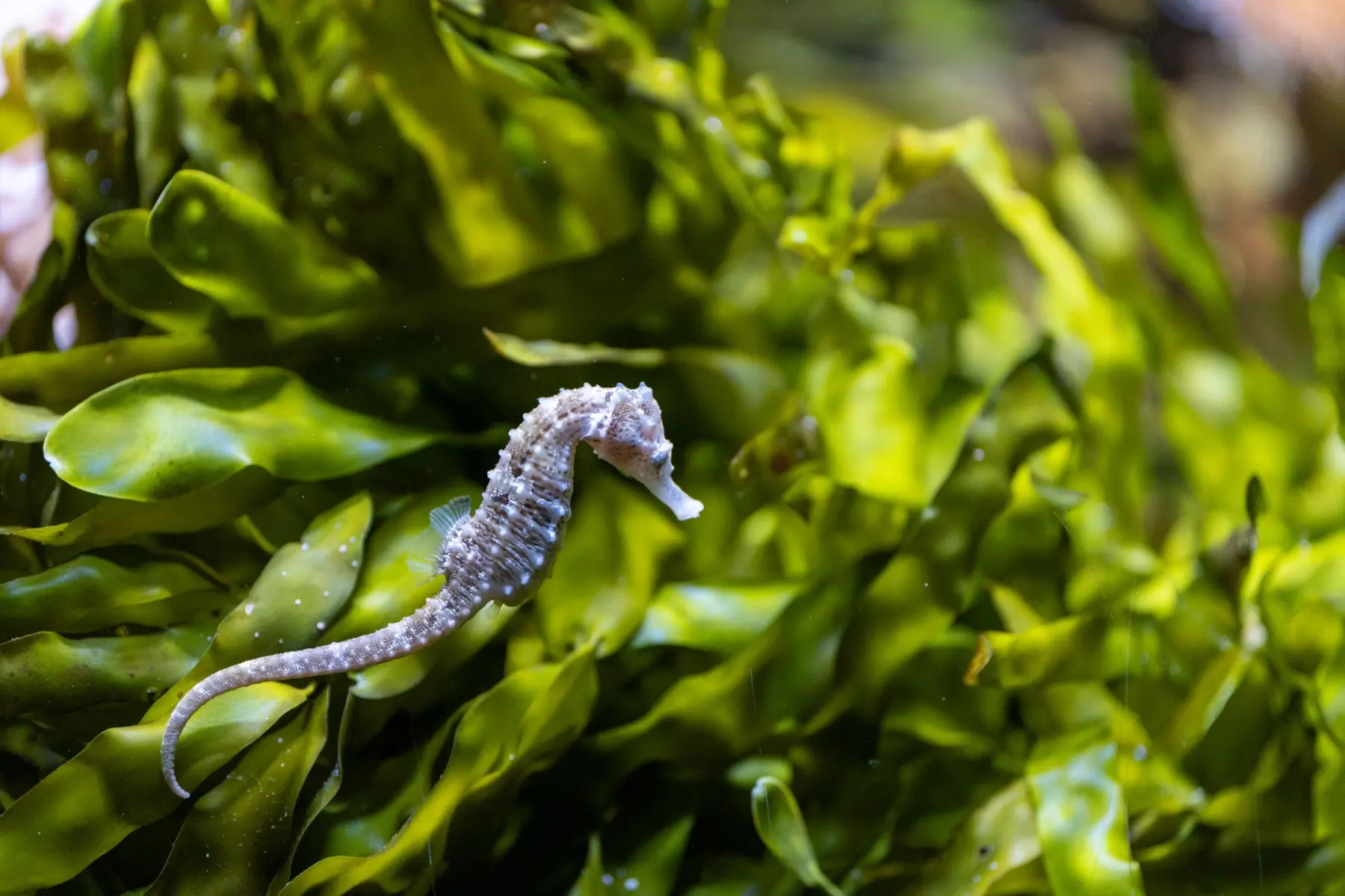Seahorses