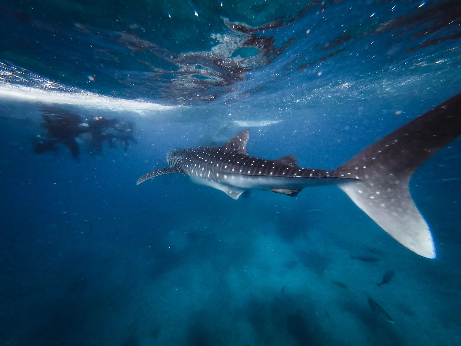 Behaviour or detail of Sharks